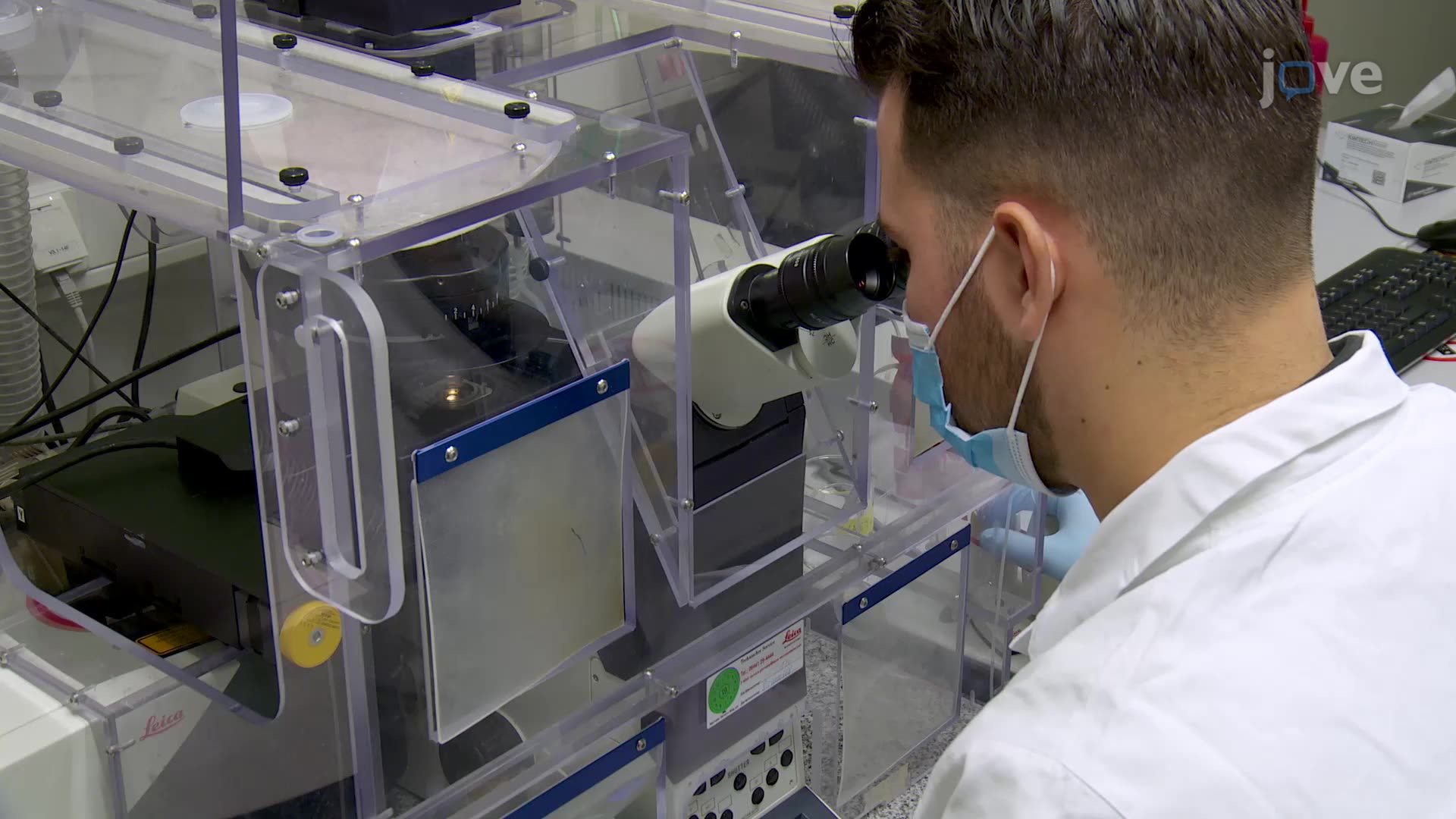 Vídeo: Imaging the Mitochondrial Redox State in Primary Neurons Using a ...