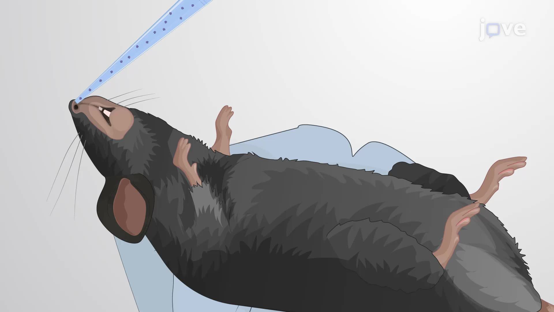 Intranasal Mesenchymal Stem Cell Delivery in a Mouse Model of Traumatic Brain Injury