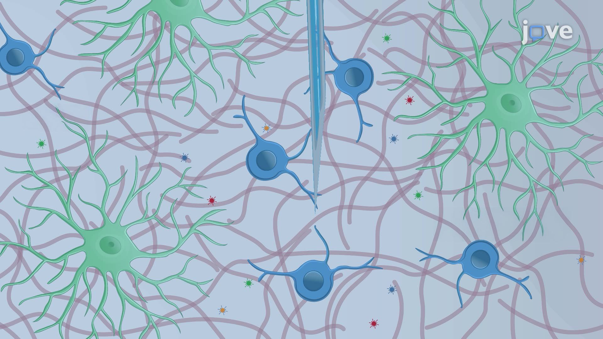 Stereotaxic Injection of Viral Vectors for Glial Cell Reprogramming in a Mouse Model