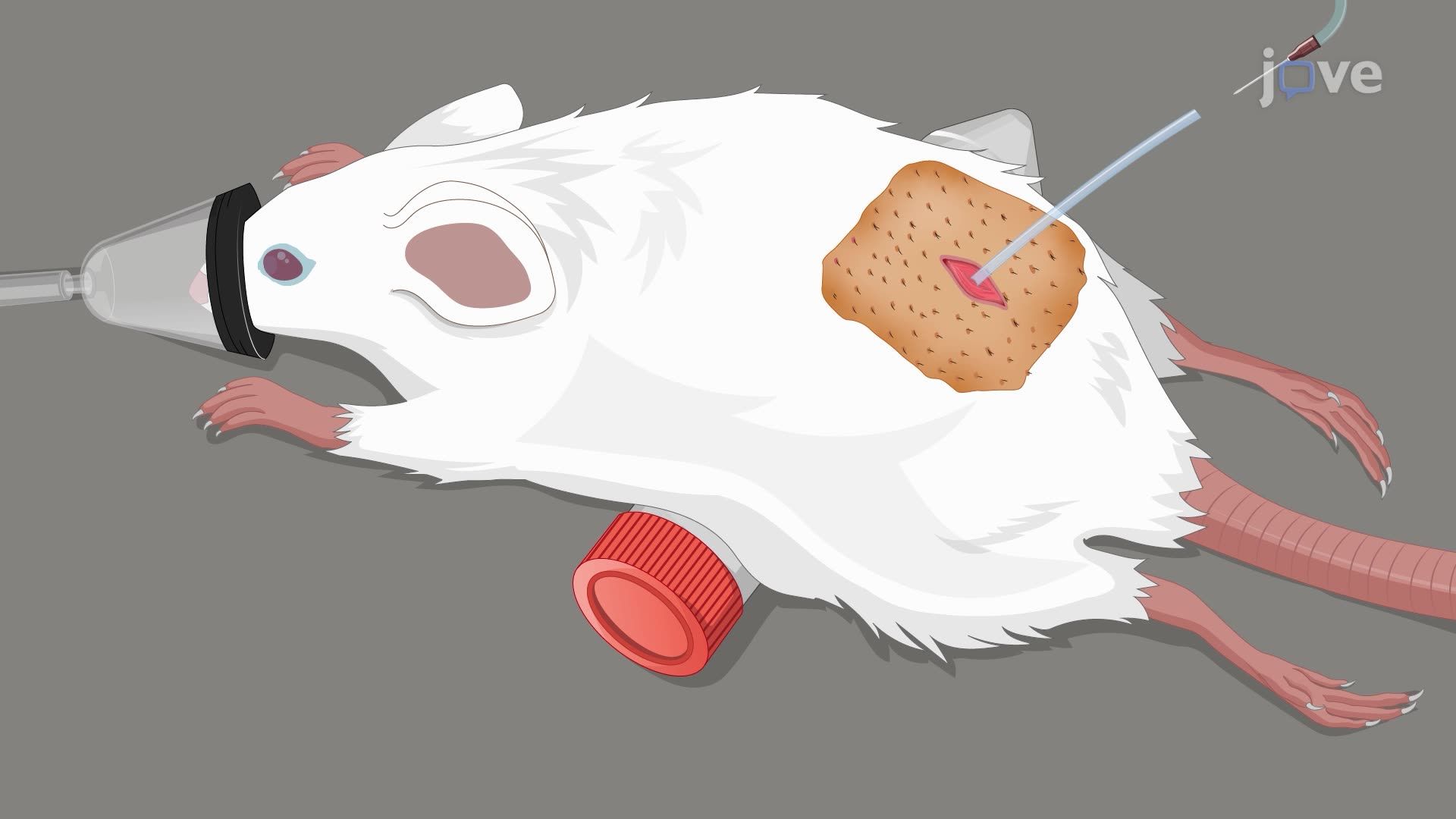 Intrathecal Delivery of a Test Compound to the Rat Central Nervous System