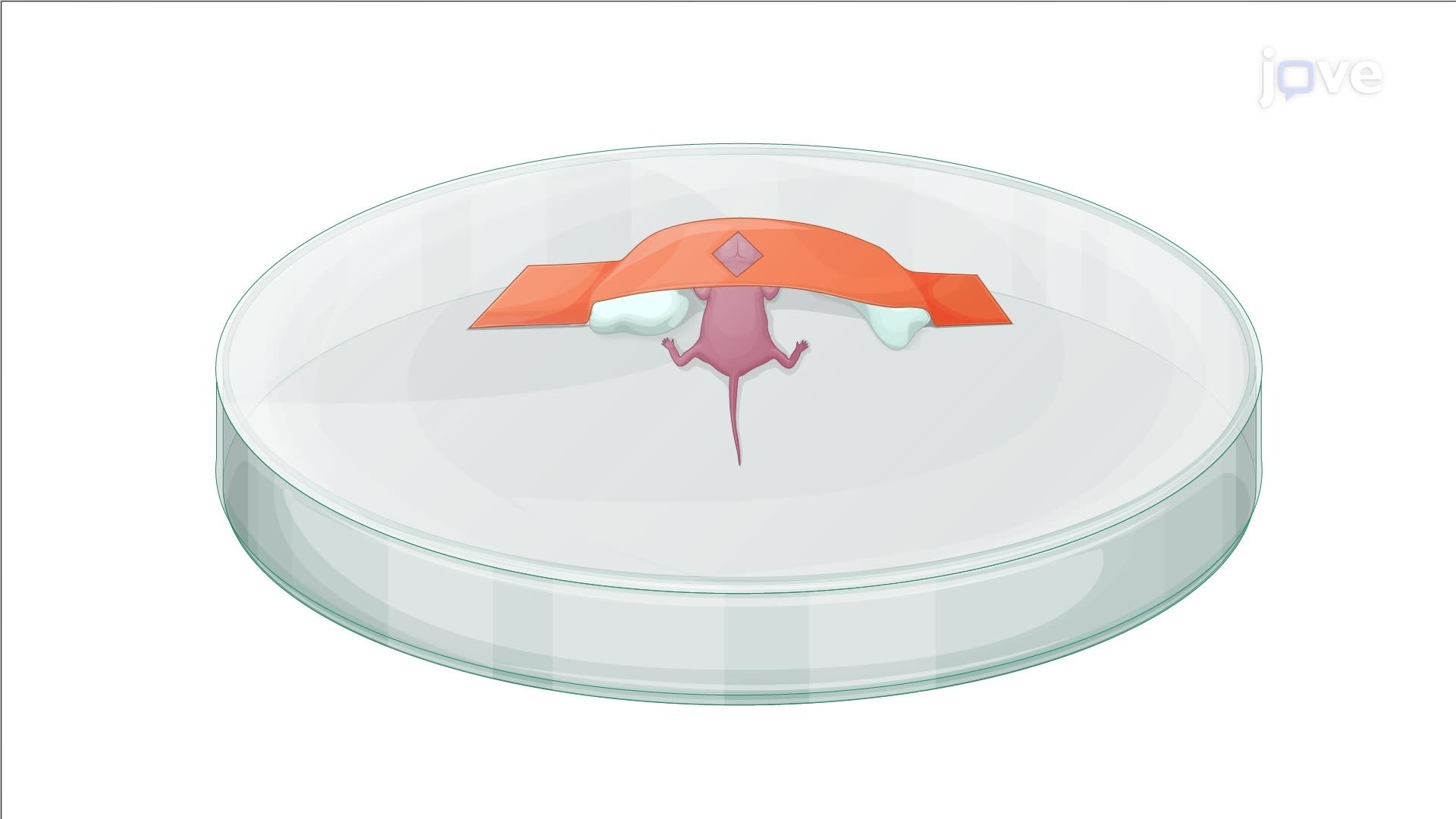 Transplantation of Interneuron Precursor Cells into the Brain of a Mouse Pup