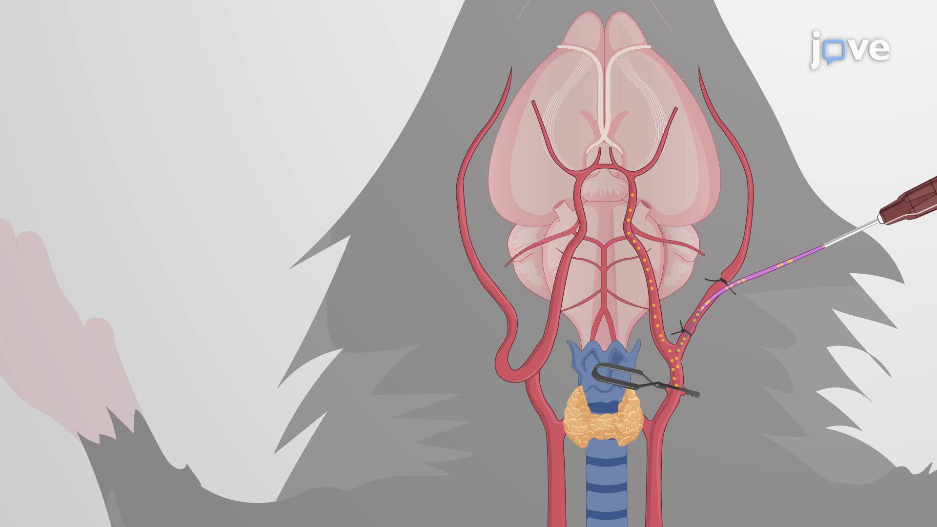 Targeted Substance Delivery to the Mouse Brain via Infusion into the Internal Carotid Artery