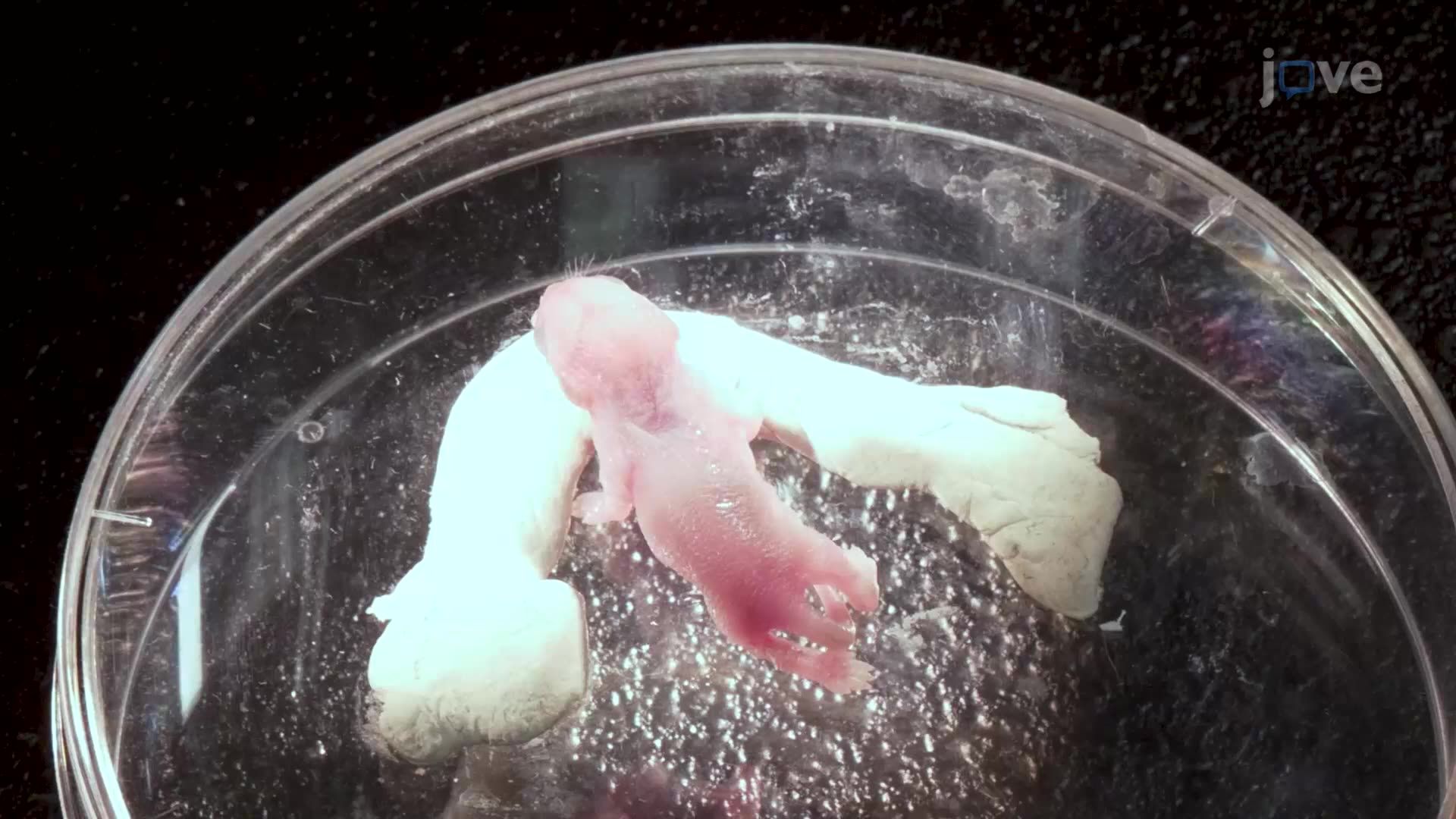 비디오: Interneuron Precursor Cells를 Mouse Pup의 뇌에 이식 - 실험