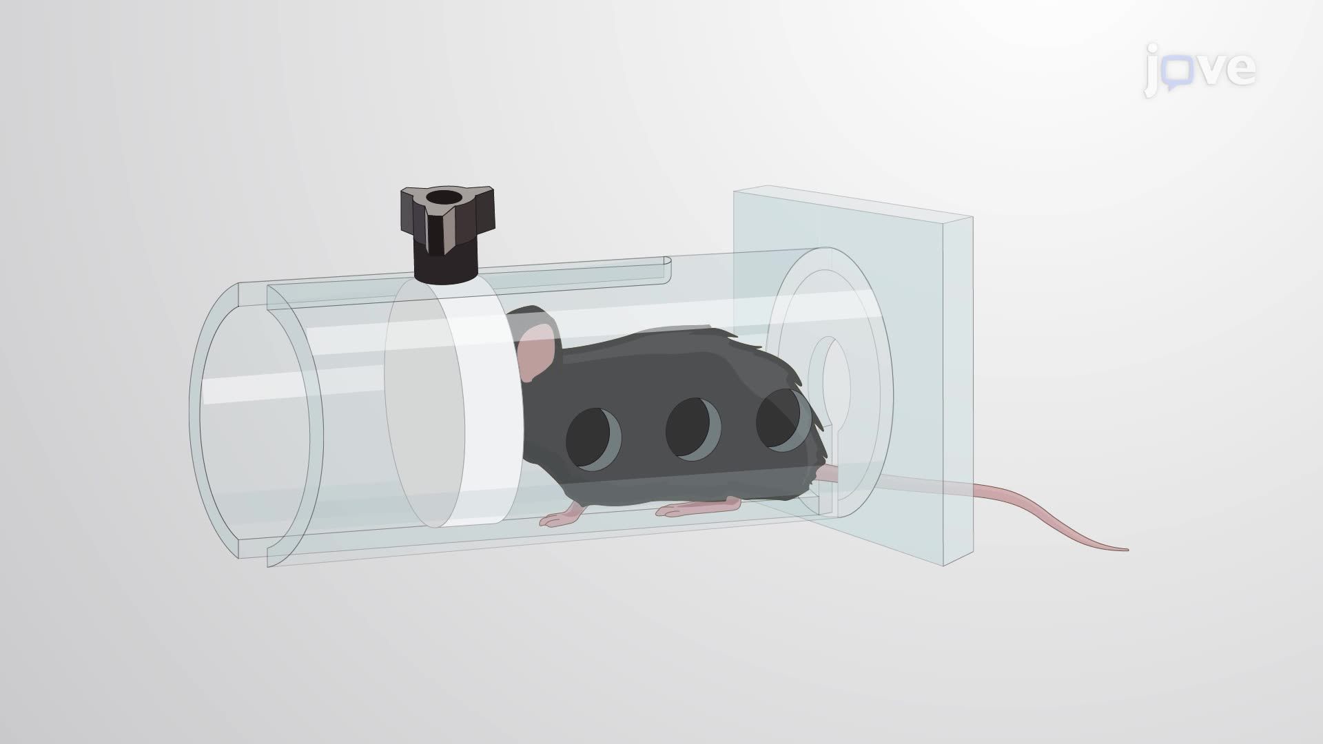 Injecting Recombinant Adeno-Associated Vectors in a Spinal and Bulbar Muscular Atrophy Mouse Model