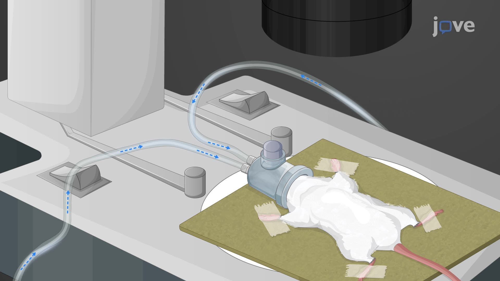 Intranasal Drug Administration in Mice via Pipette and Reverse-Cannulation for Nose-to-Brain Drug Delivery