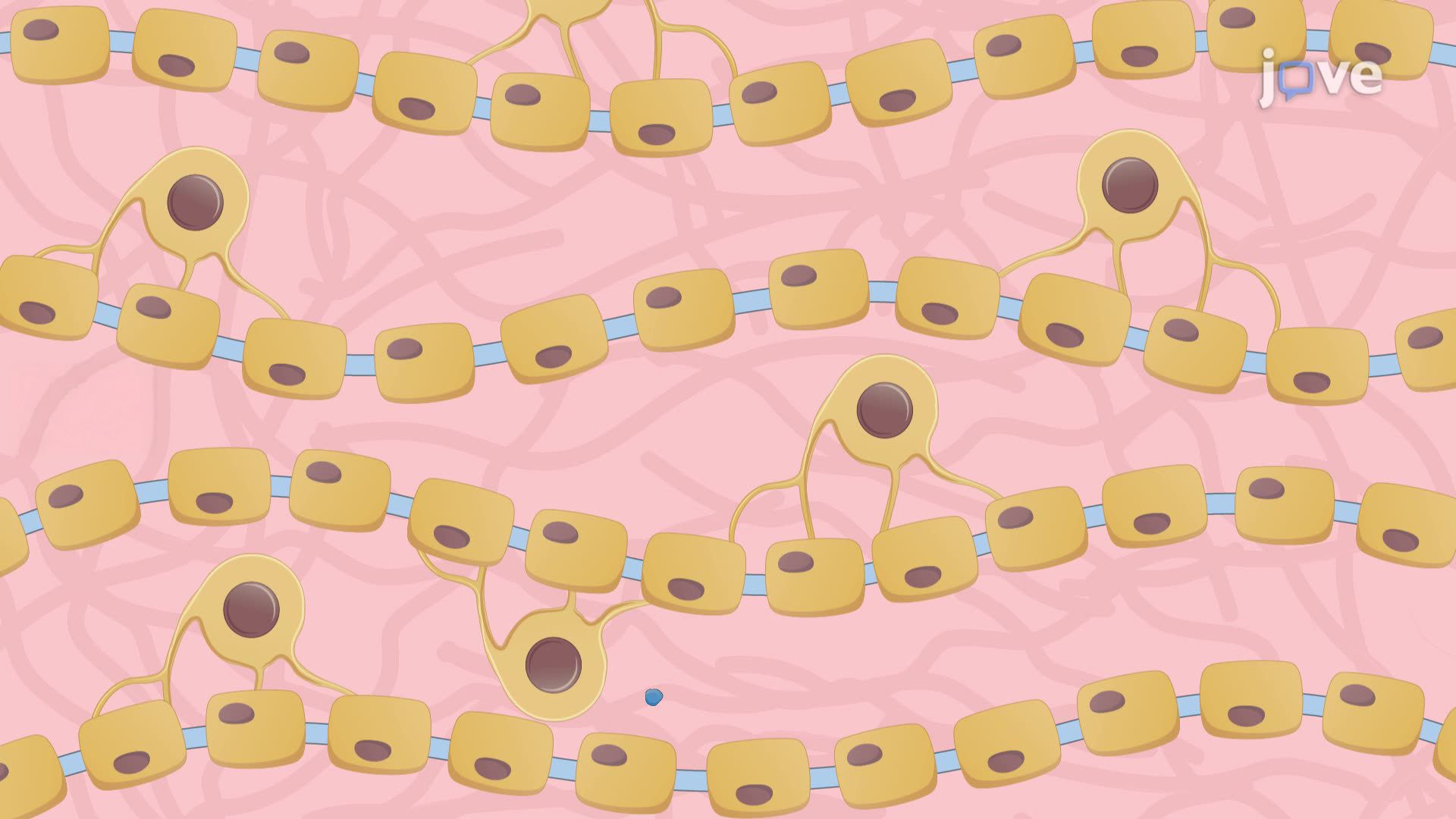  Osmotic Pump-Based Neurotherapeutic Drug Delivery in a Demyelinated Mouse Model