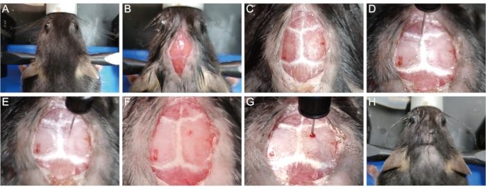 Wound healing study on rat skin, depicting stages and treatments in experimental setup.