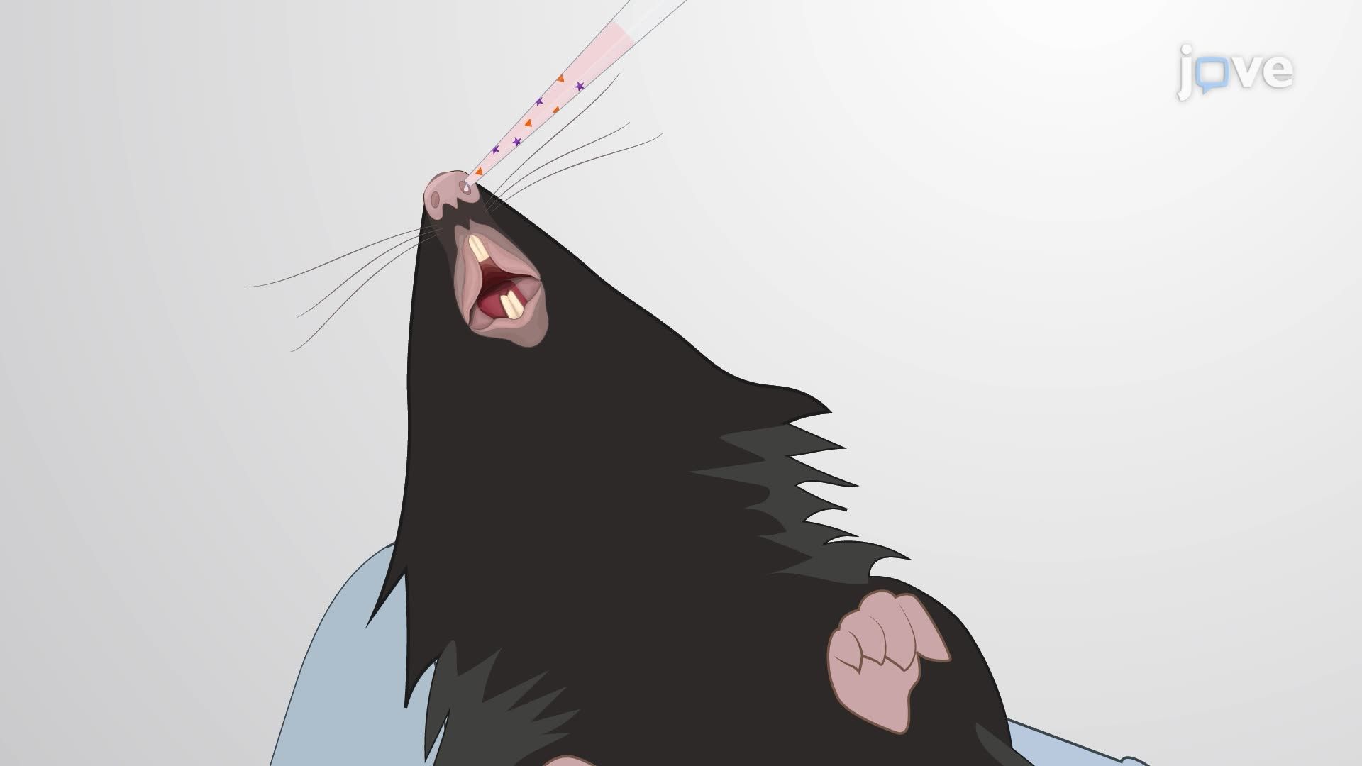 Transnasal Transplantation of Induced Pluripotent Stem Cell-Derived Human Microglial Cells into the Mouse Brain