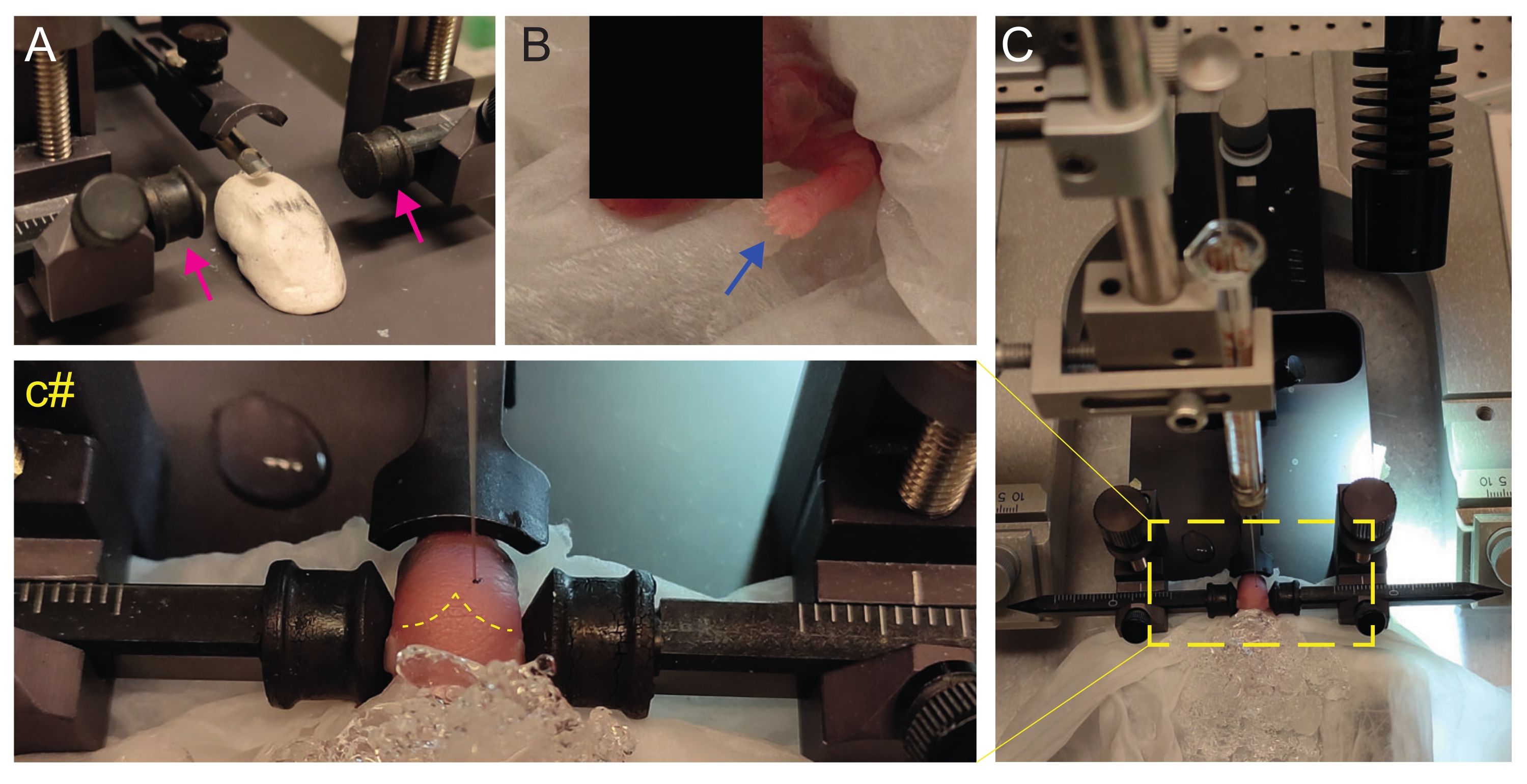 Neuroscience experiment using stereotaxic equipment for precise brain region targeting in rodent model.