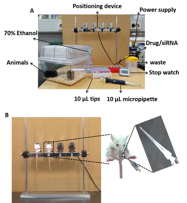 Animal study setup with micropipette, siRNA administration, and mouse positioning device.