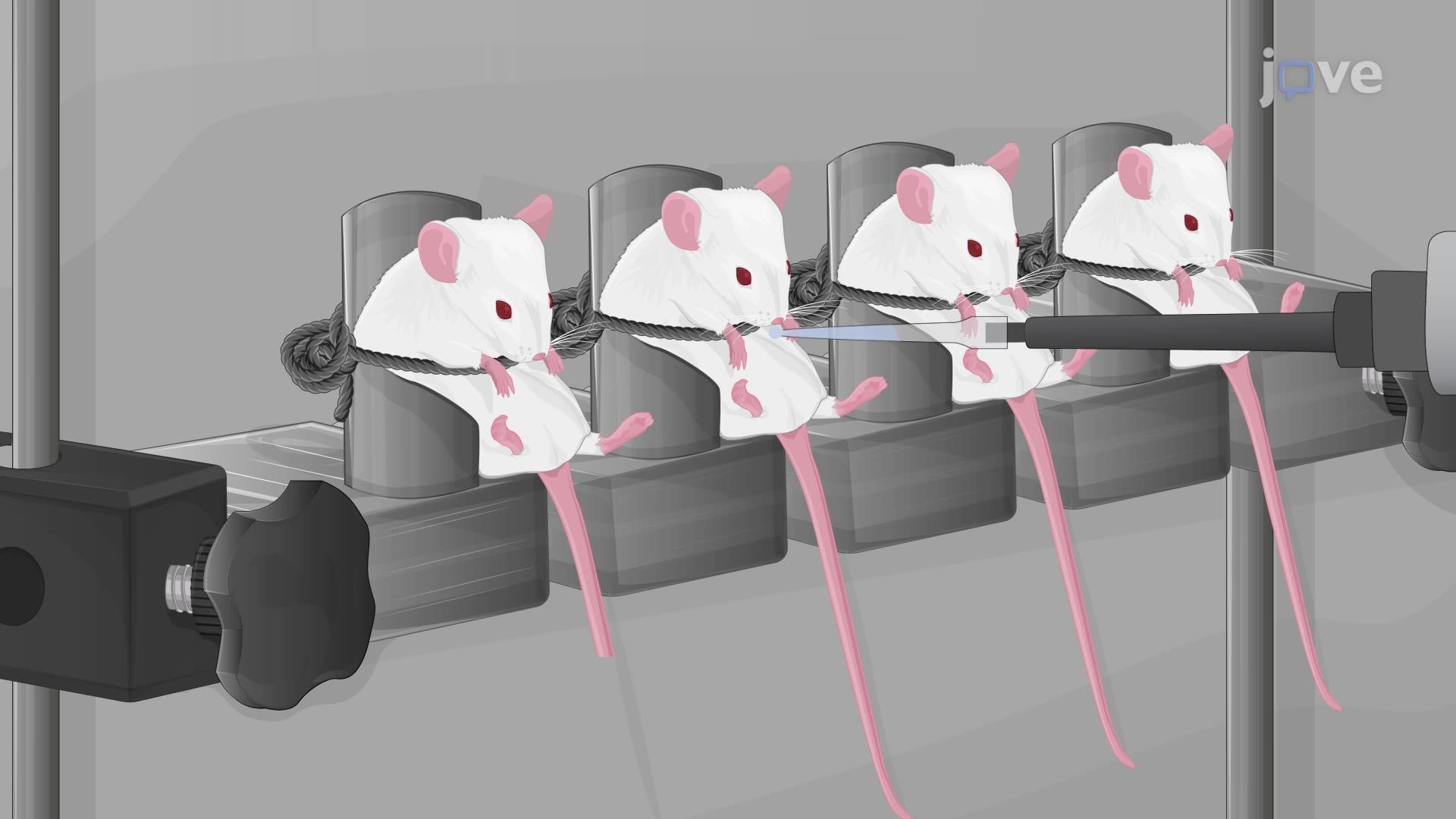 Intranasal Delivery of siRNA to the Mouse Brain Using a Positioning Device