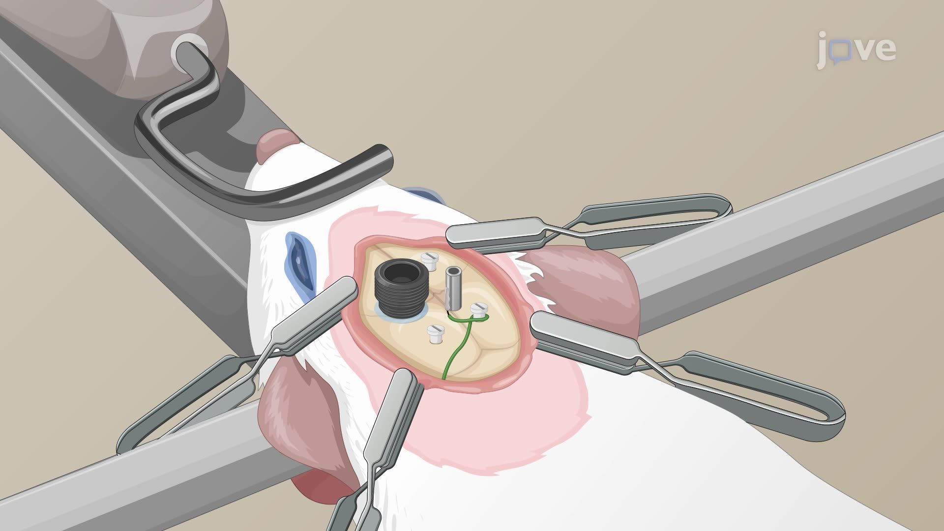 Transkranielle elektrische Stimulation des motorischen Kortex bei einer wachen Ratte