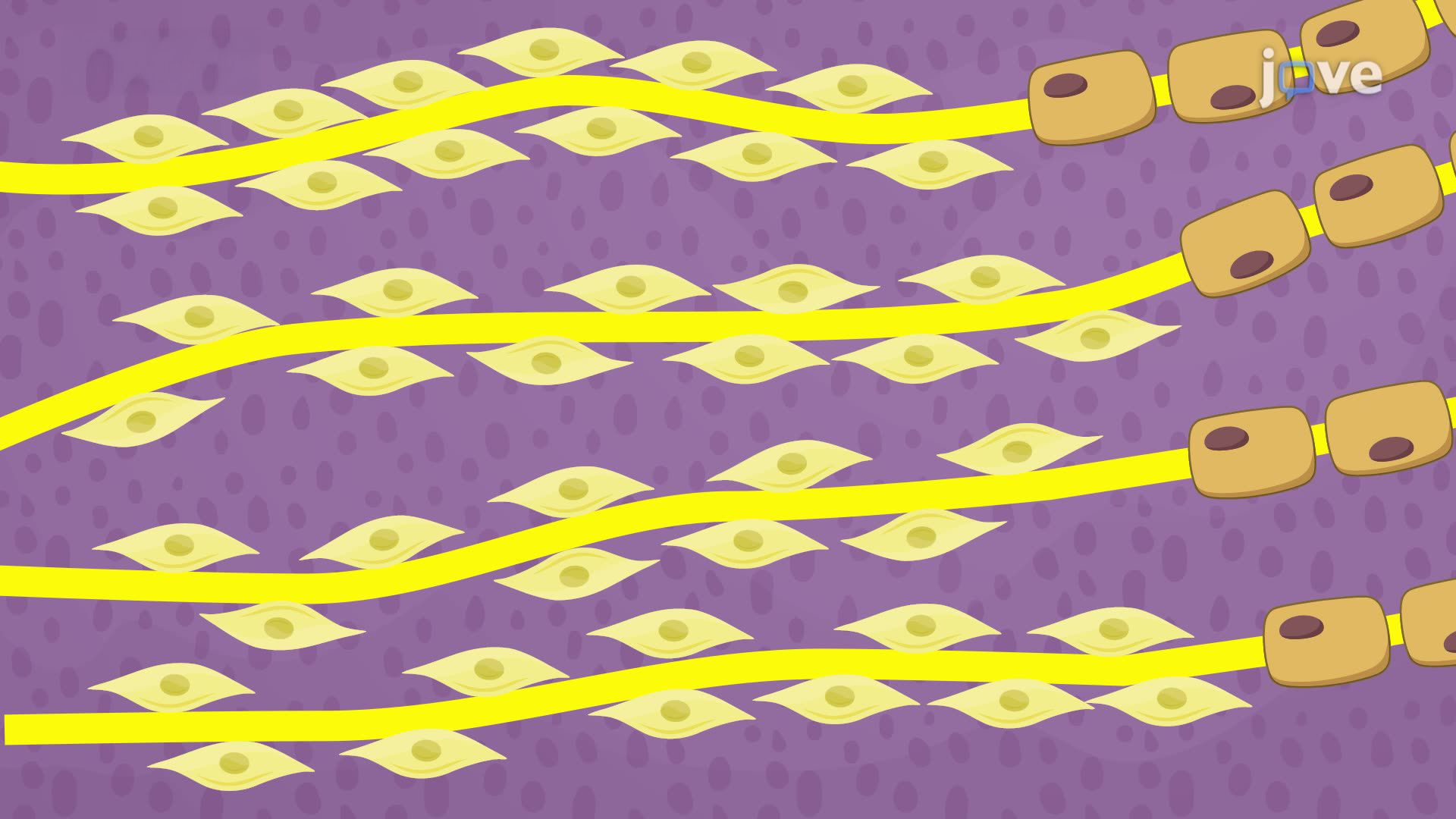 Effects of Ethanol-Induced Sympathetic Ganglion Block on Nerve Regeneration in a Canine Model