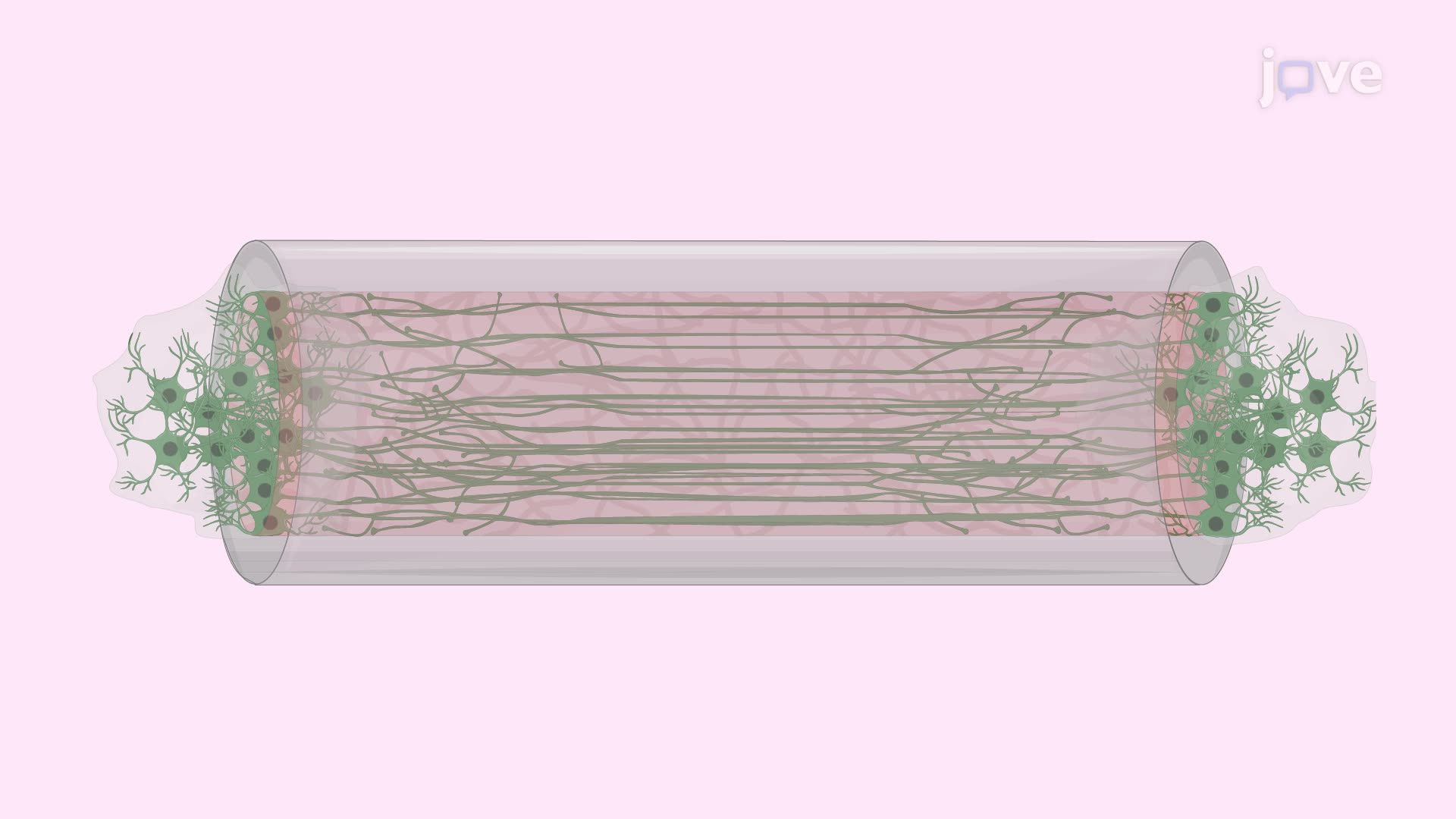 Developing a Micro-Tissue-Engineered Neural Network Using a Hydrogel-Based Micro-column