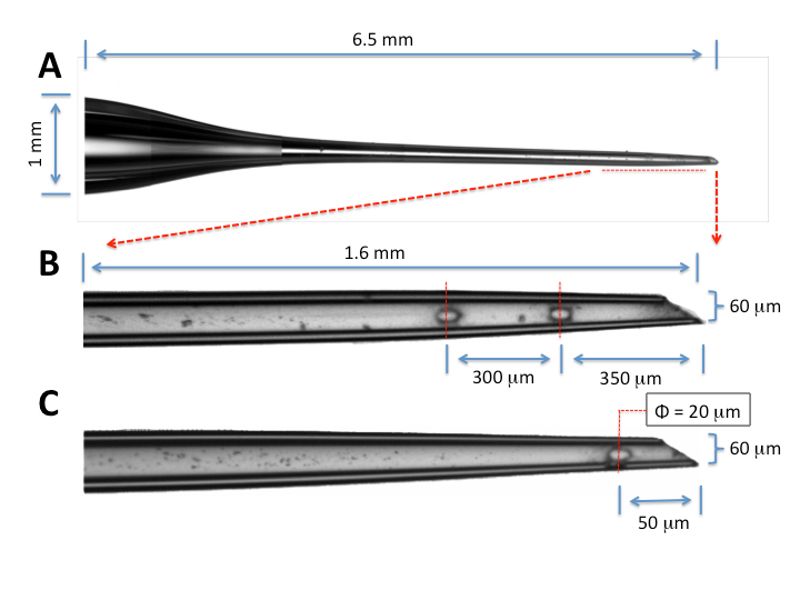 Tapered glass micropipette dimensions and structure diagram, showing precise measurements and scale.