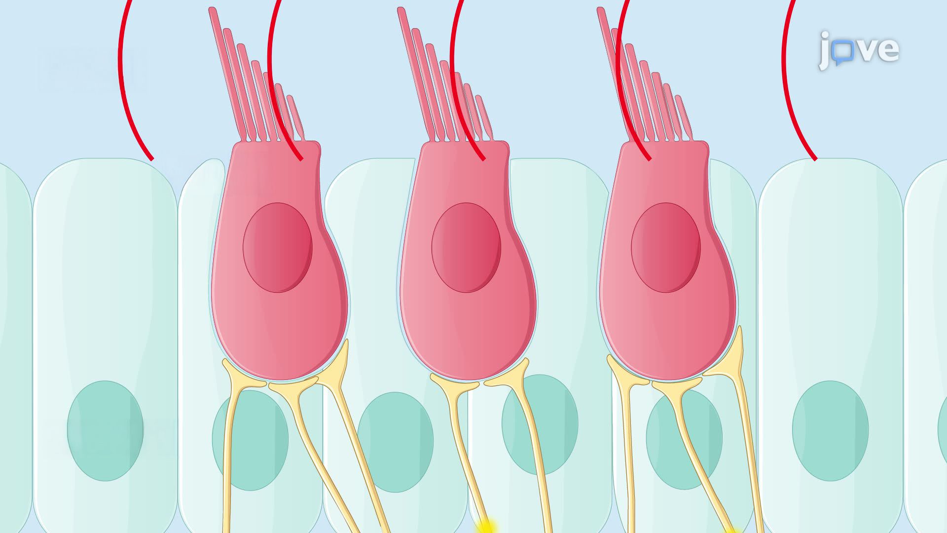 Viral Vector-Based Gene Therapy for Hearing Restoration in a Mouse Model