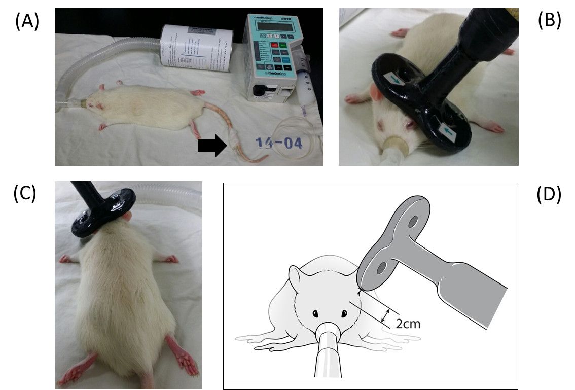 Rats in anesthesia system; diagrams showing equipment setup for experimental procedures.