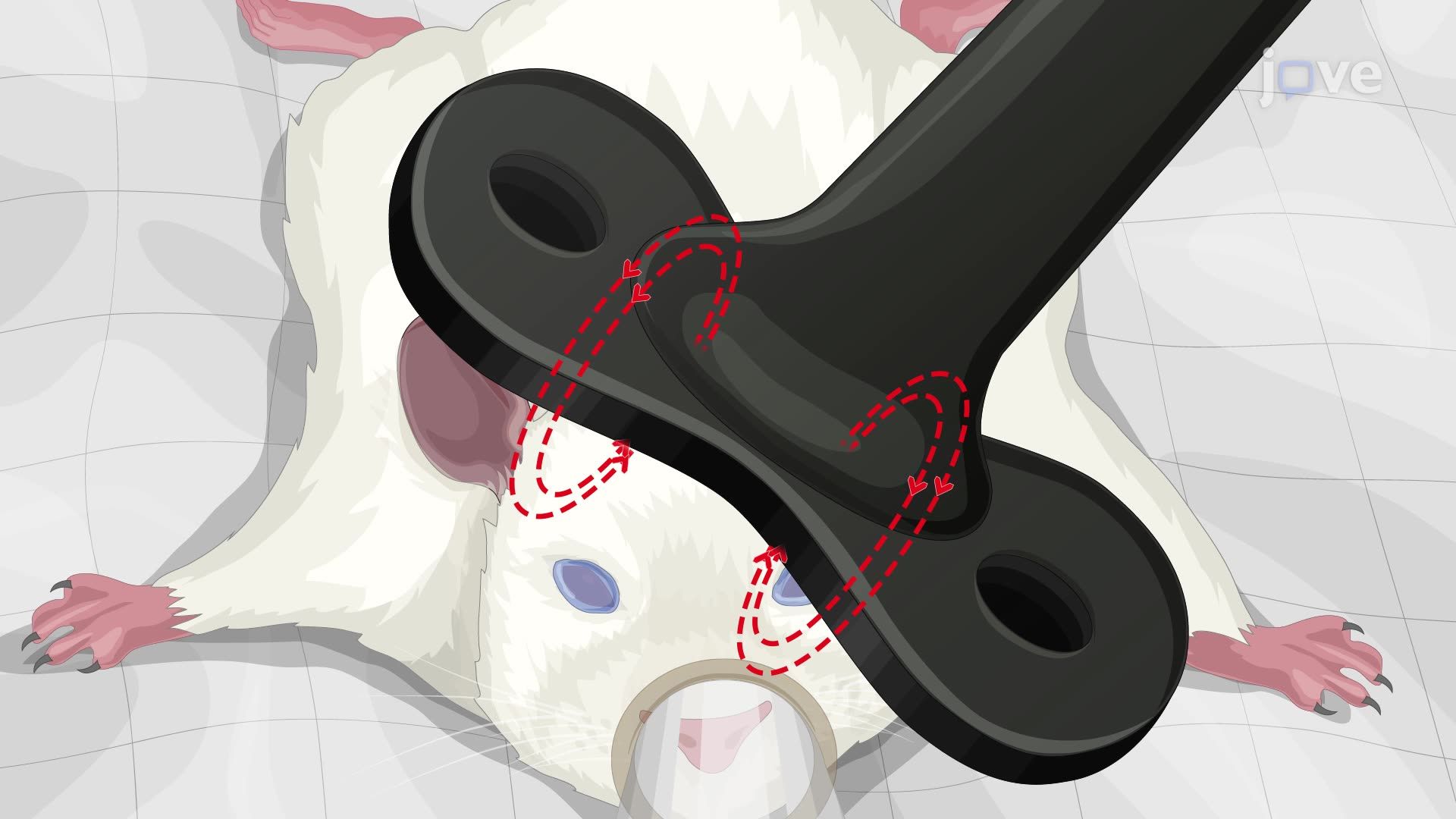 Modulating Cortical Excitability in a Rat Using Repetitive Transcranial Magnetic Stimulation