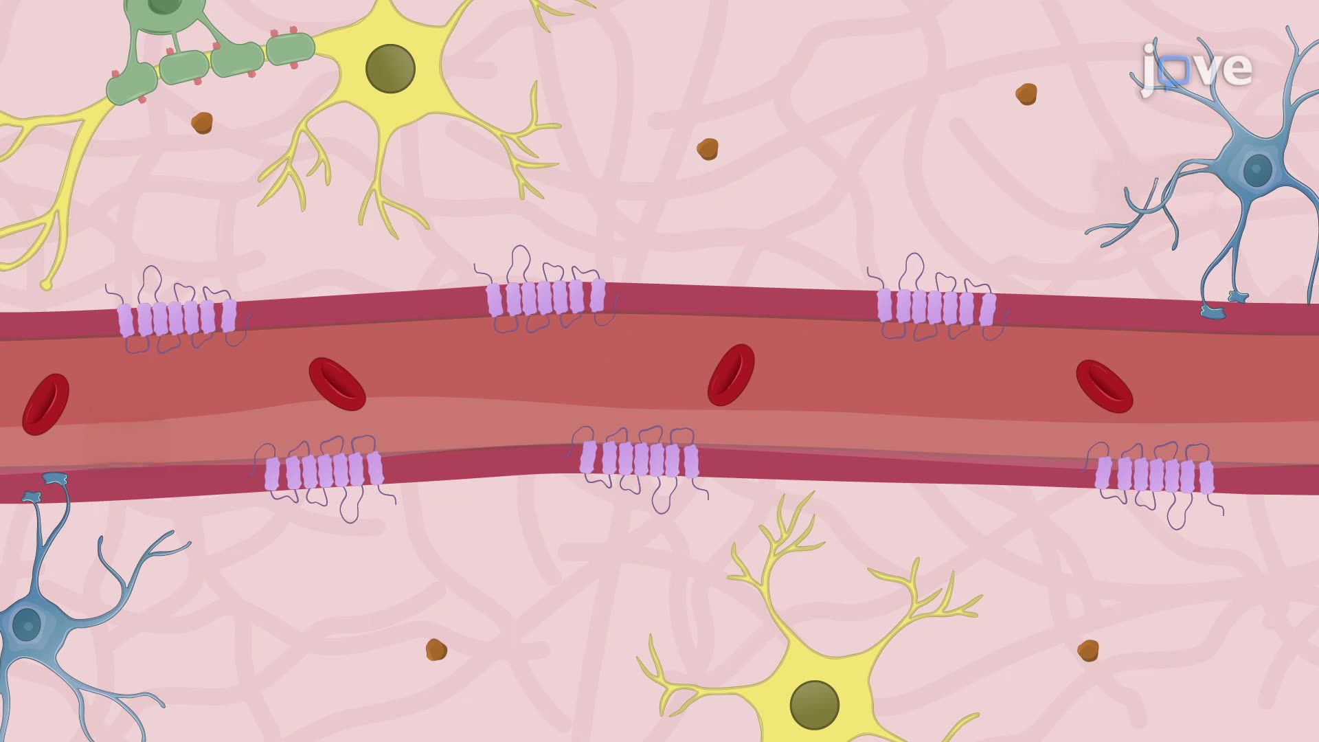 Intravenous Delivery of Receptor Blockers to Reduce Brain Edema in a Mouse Model