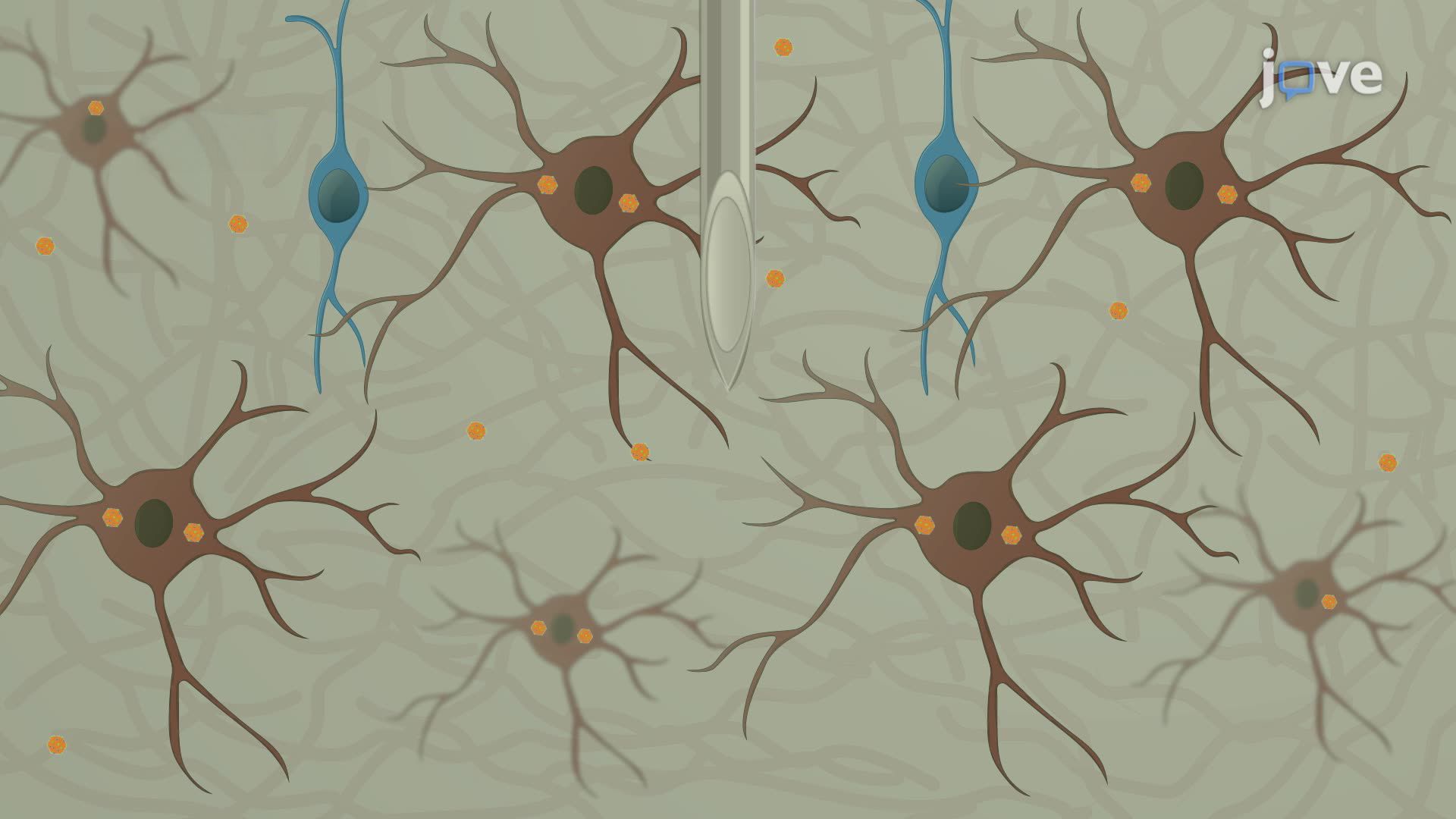 Stereotactic Microinjection of a Viral Vector for Gene Manipulation in a Mouse Pup Striatum