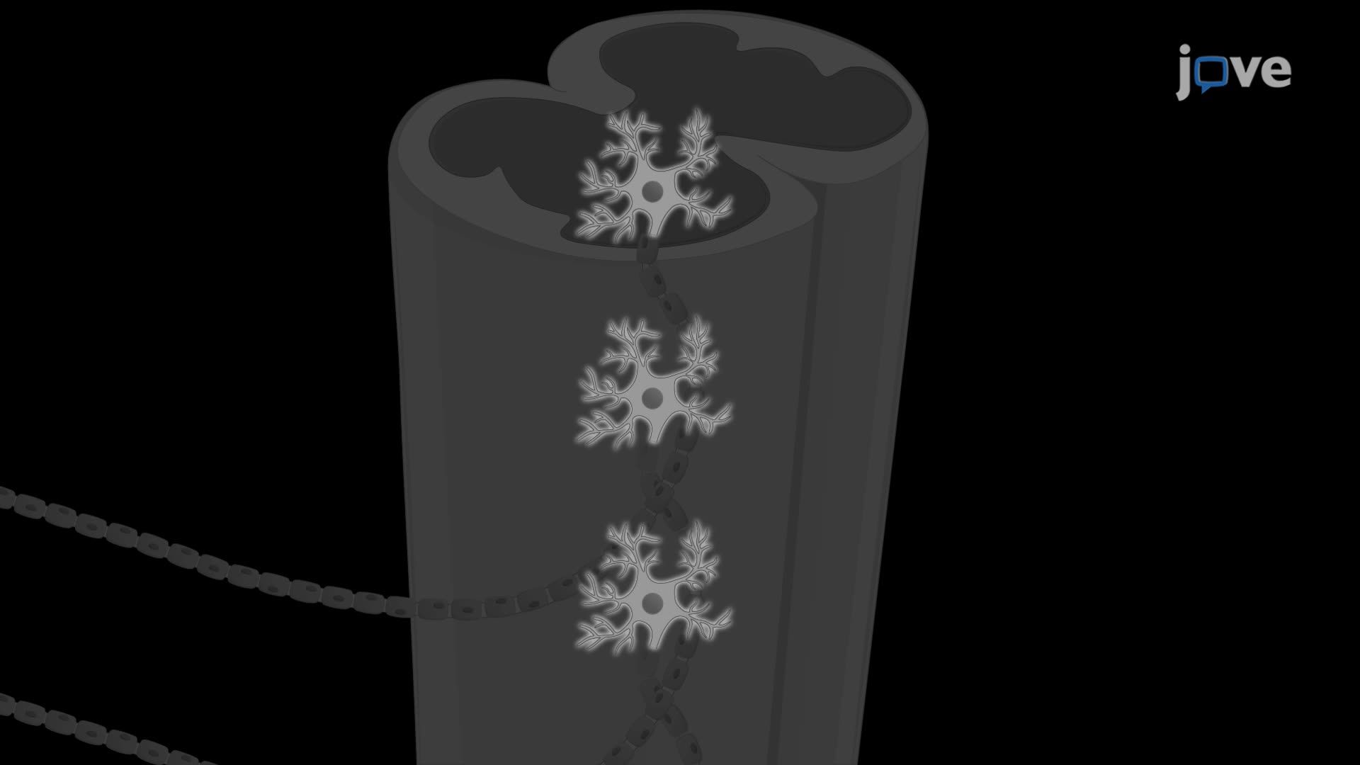 Intramuscular Injections Along the Motor End Plates to Shuttle Tracers Directly into Rat Motor Neurons