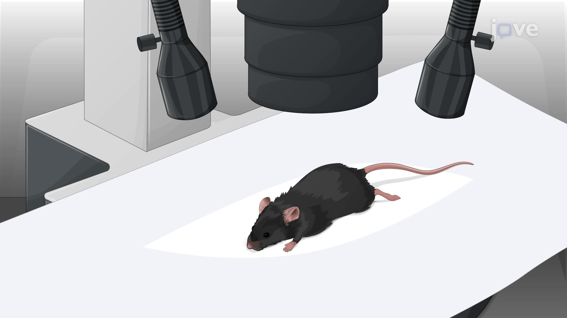 Delivery of a Fluorescent Dye into the Subretinal Space of a Mouse