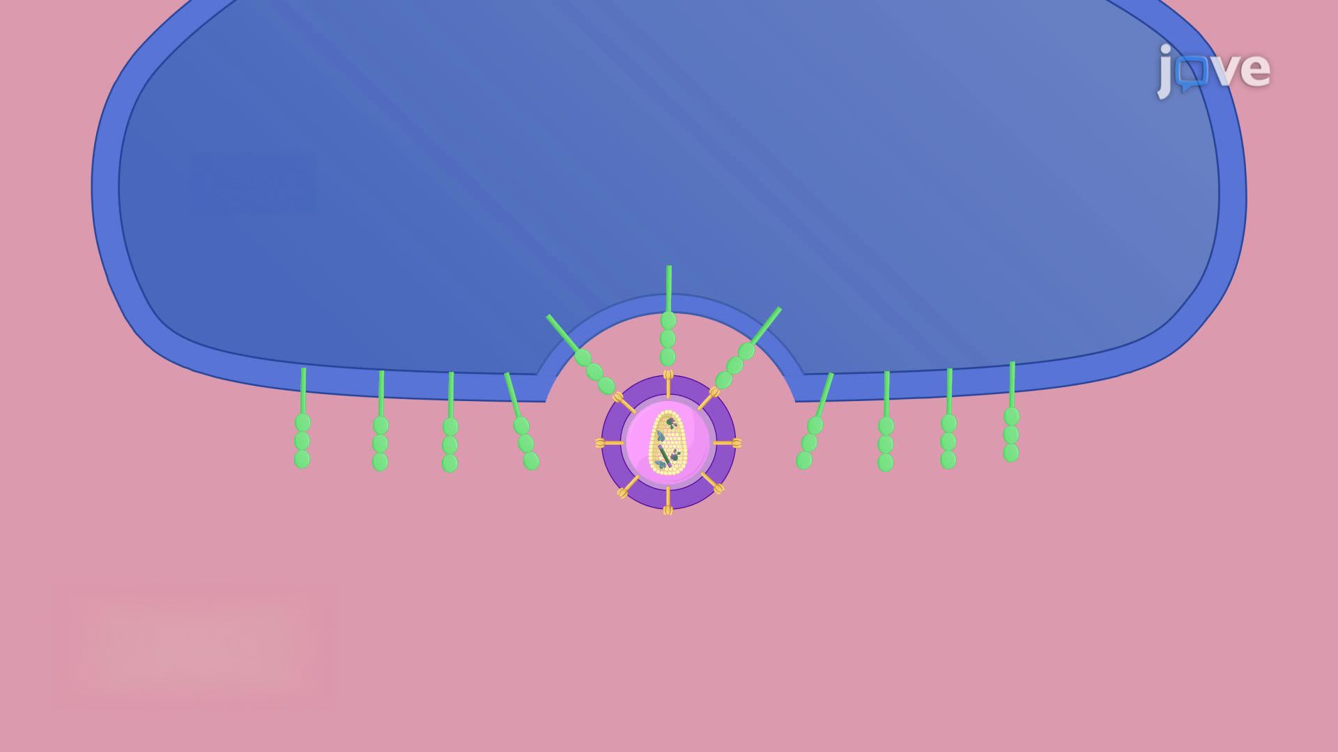 A Viral Vector Injection into the Rat Spinal Cord for Retrograde Neuronal Tracing