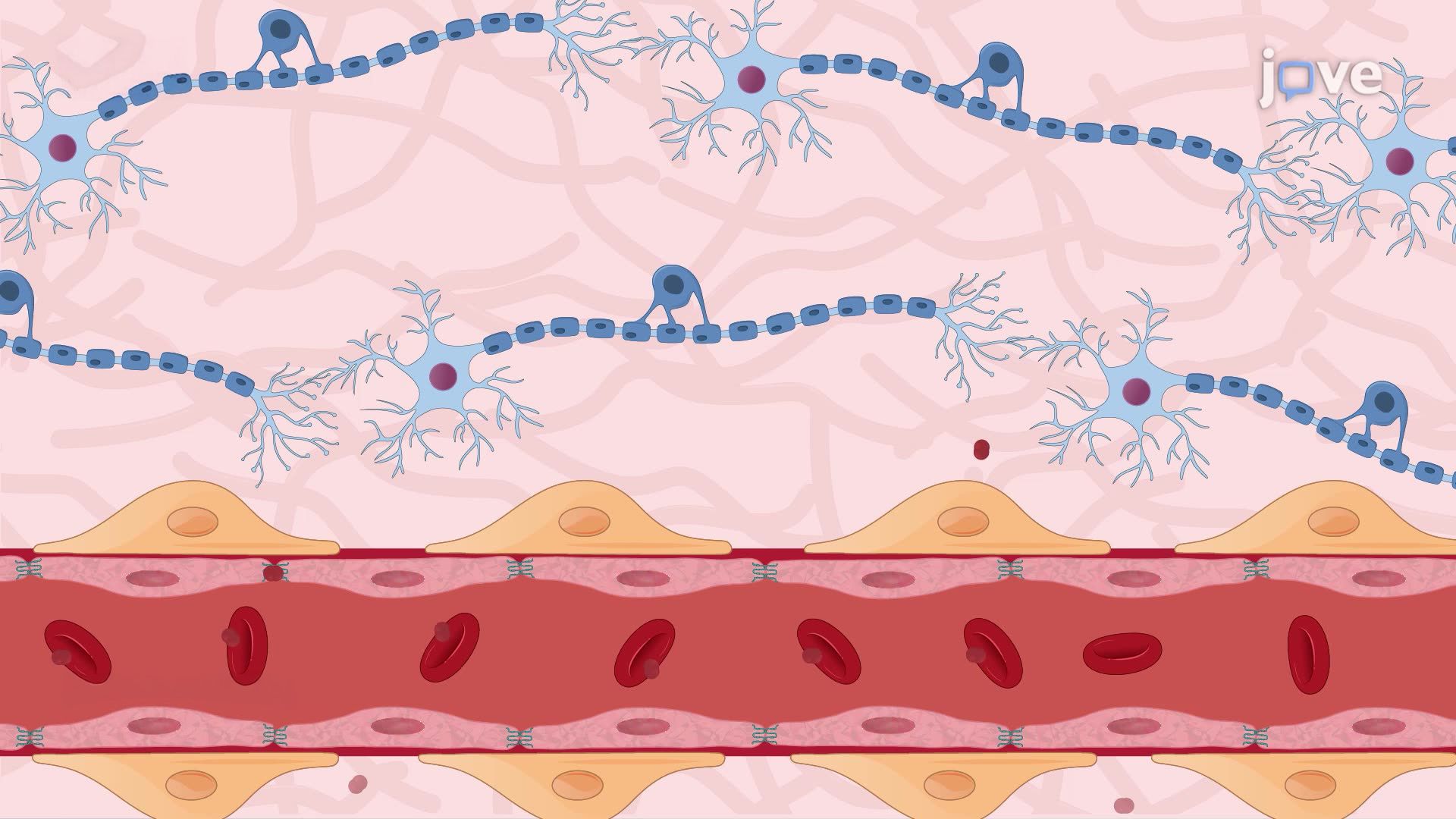 Neuronal Adaptation to Repetitive Hypoxic Preconditioning in Mice