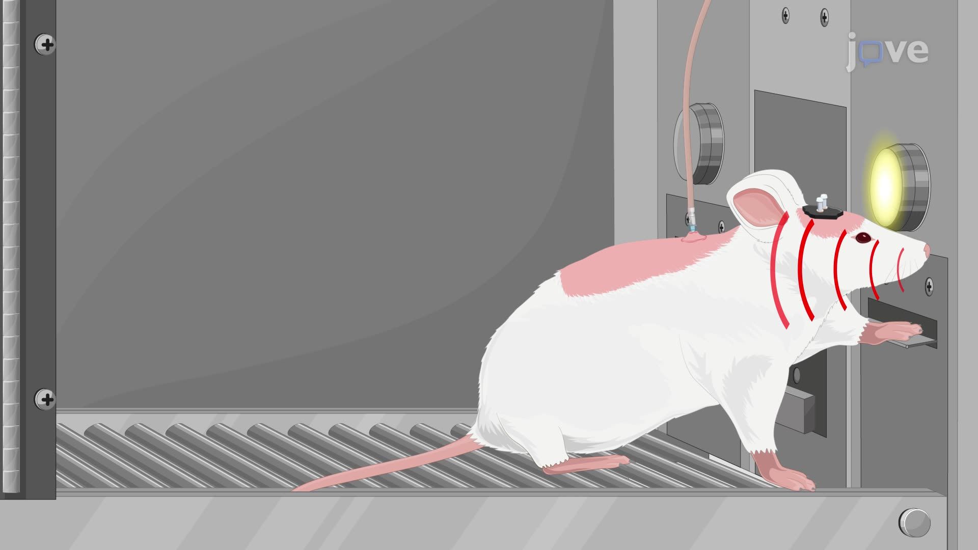 Optogenetic Induction of Long-Term Depression for Suppressing Narcotic-Seeking Behavior in Rats