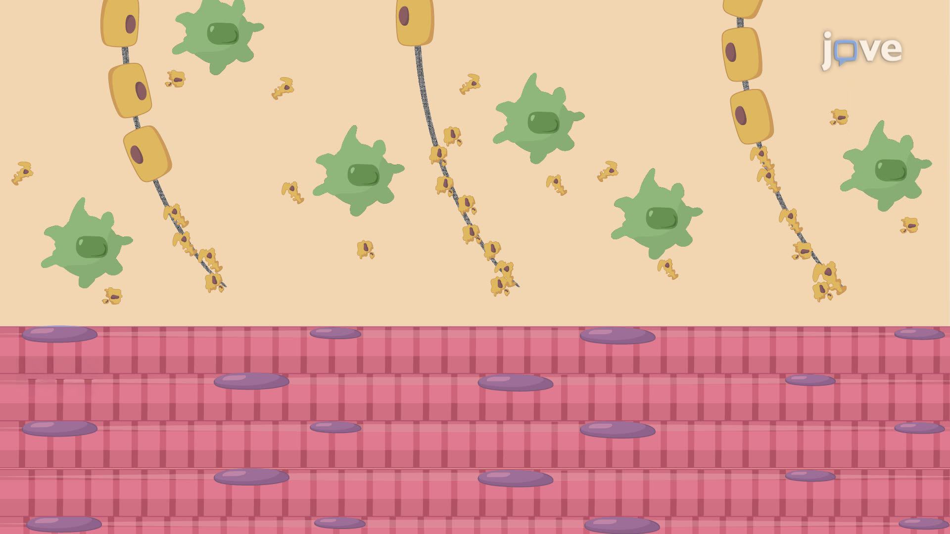 Inducing Fibular Nerve Injury in a Mouse to Study Neuromuscular Junction Regeneration