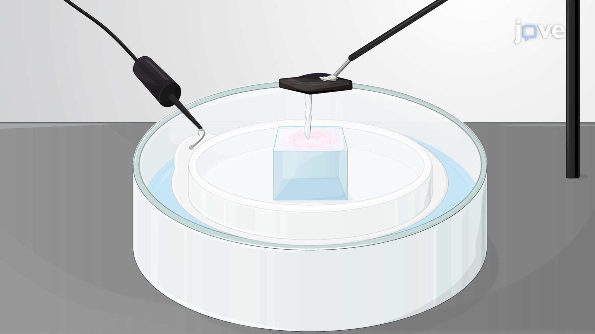 Agarose-Embedded Electroporation-Assisted Gene Transfer in Mouse Cortical Interneuron Progenitors