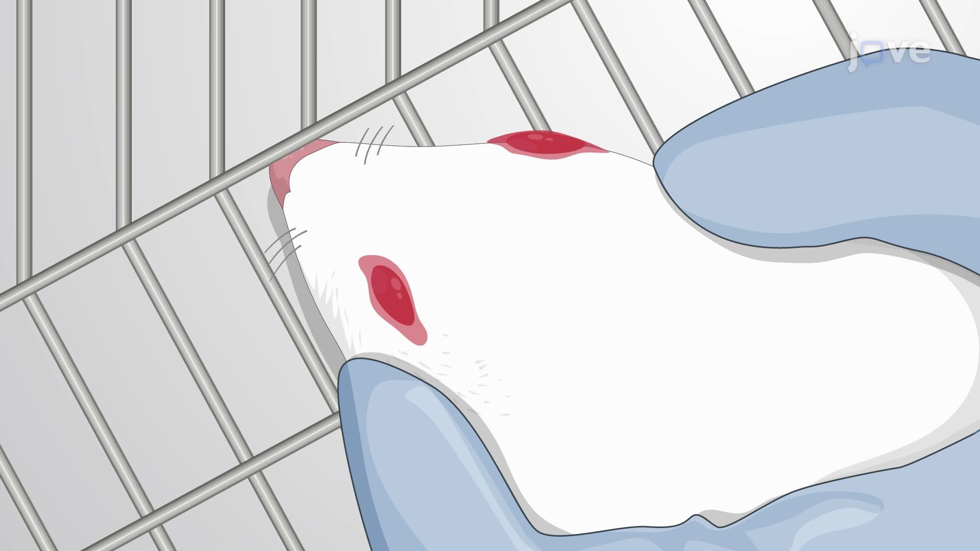 Intracerebroventricular Treatment with Resiniferatoxin for TRPV1 Desensitization in the Mouse Brain