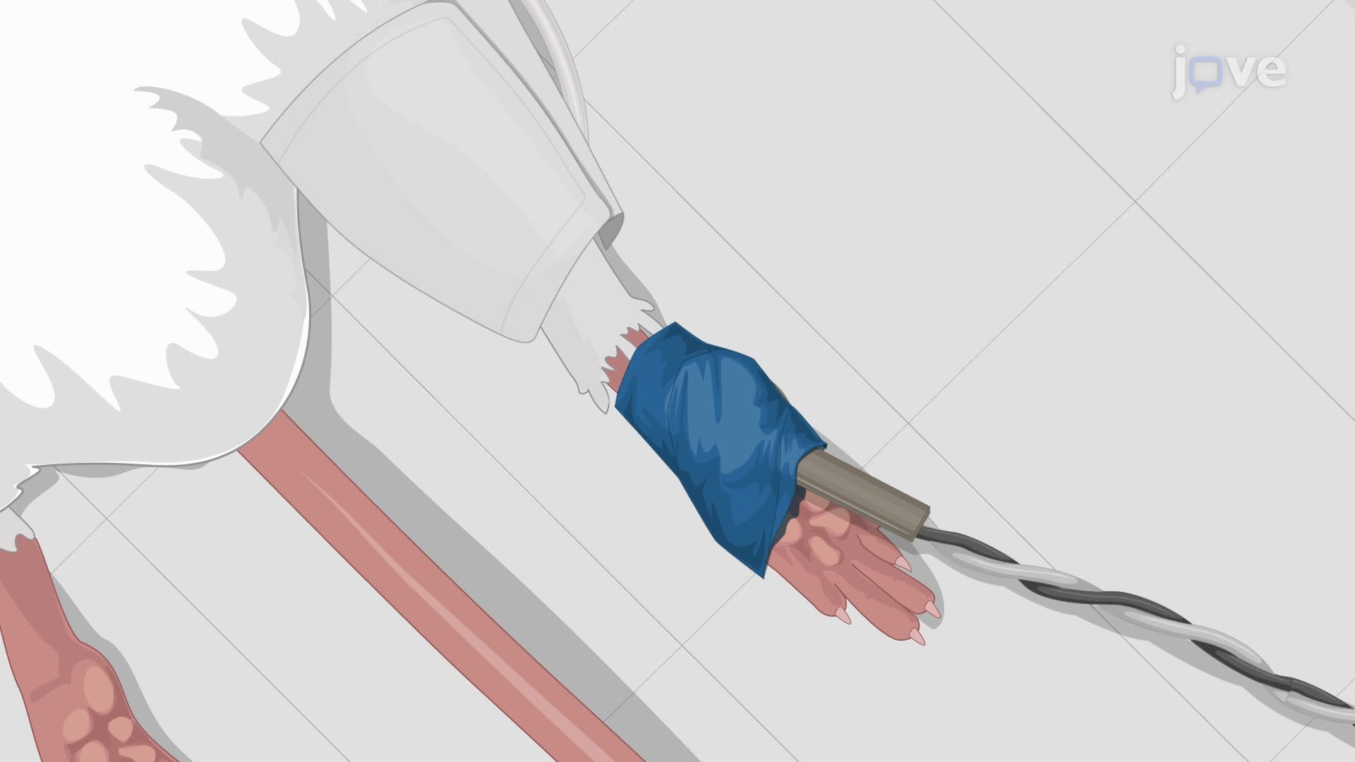 Non-Invasive Limb Ischemic Preconditioning in a Rat Model for Neuroprotection