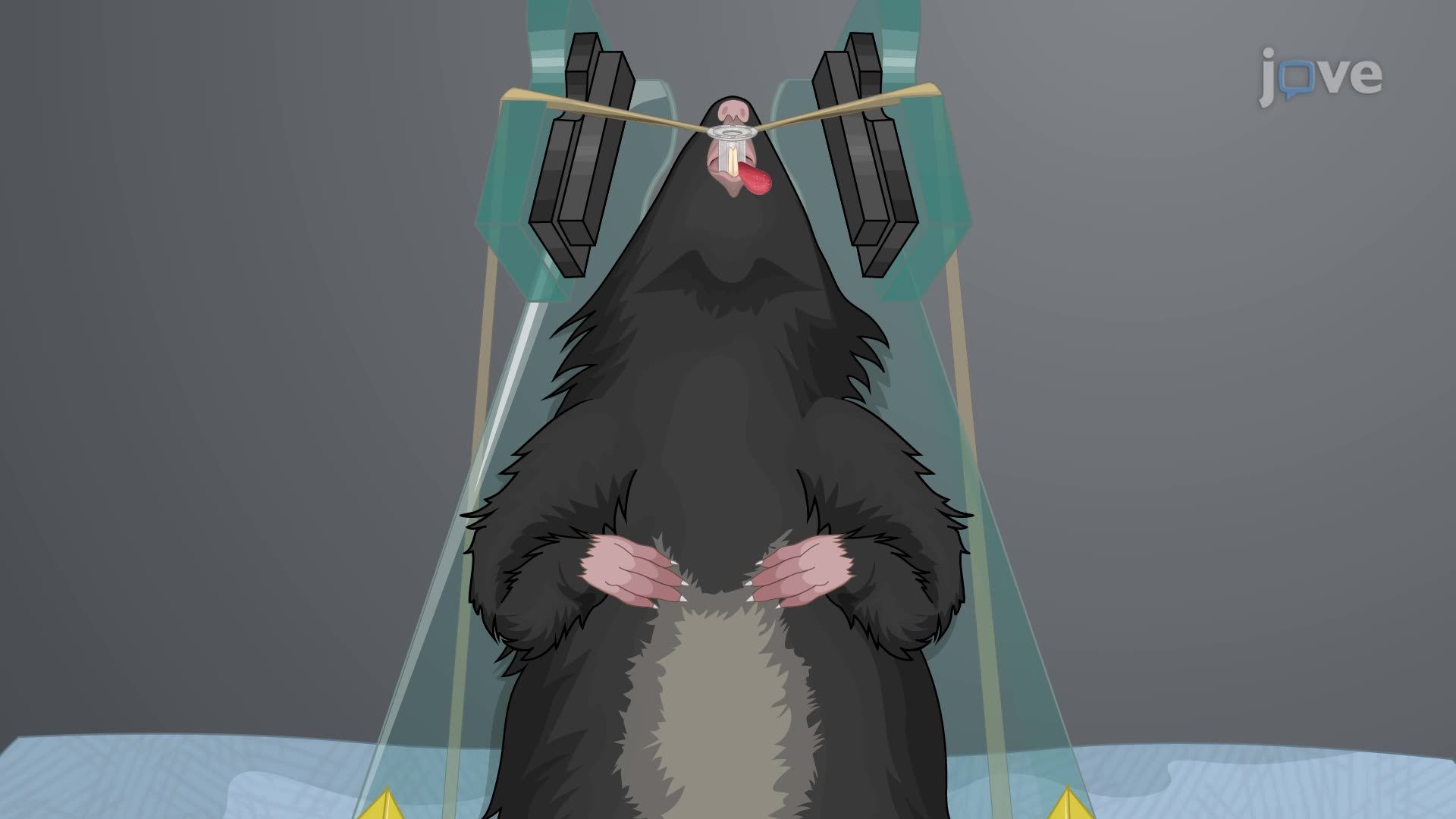 Neurotrophin 4 Infusion for Laryngeal Nerve Regeneration in an Aged Rat