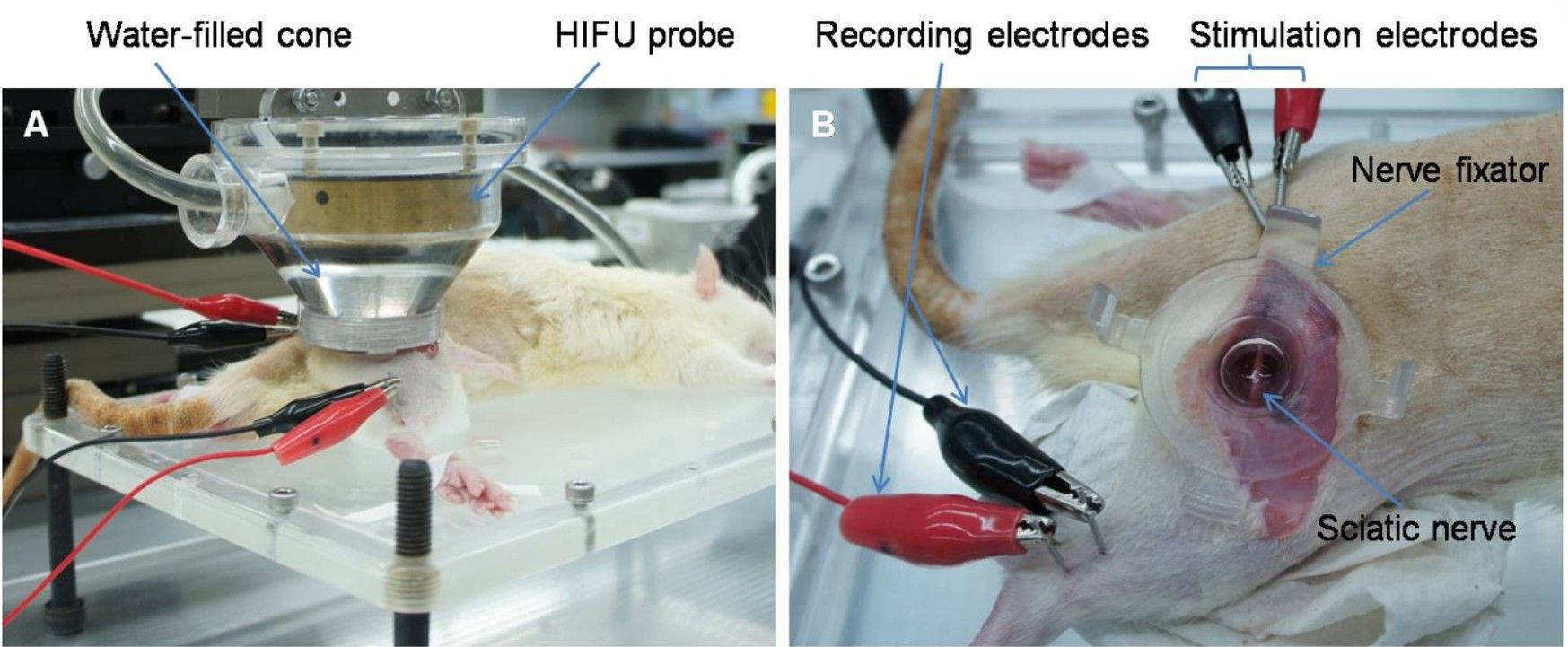 figure-results-1 HIFU probe experiment: nerve stimulation setup with electrodes, water-filled cone, sciatic nerve.