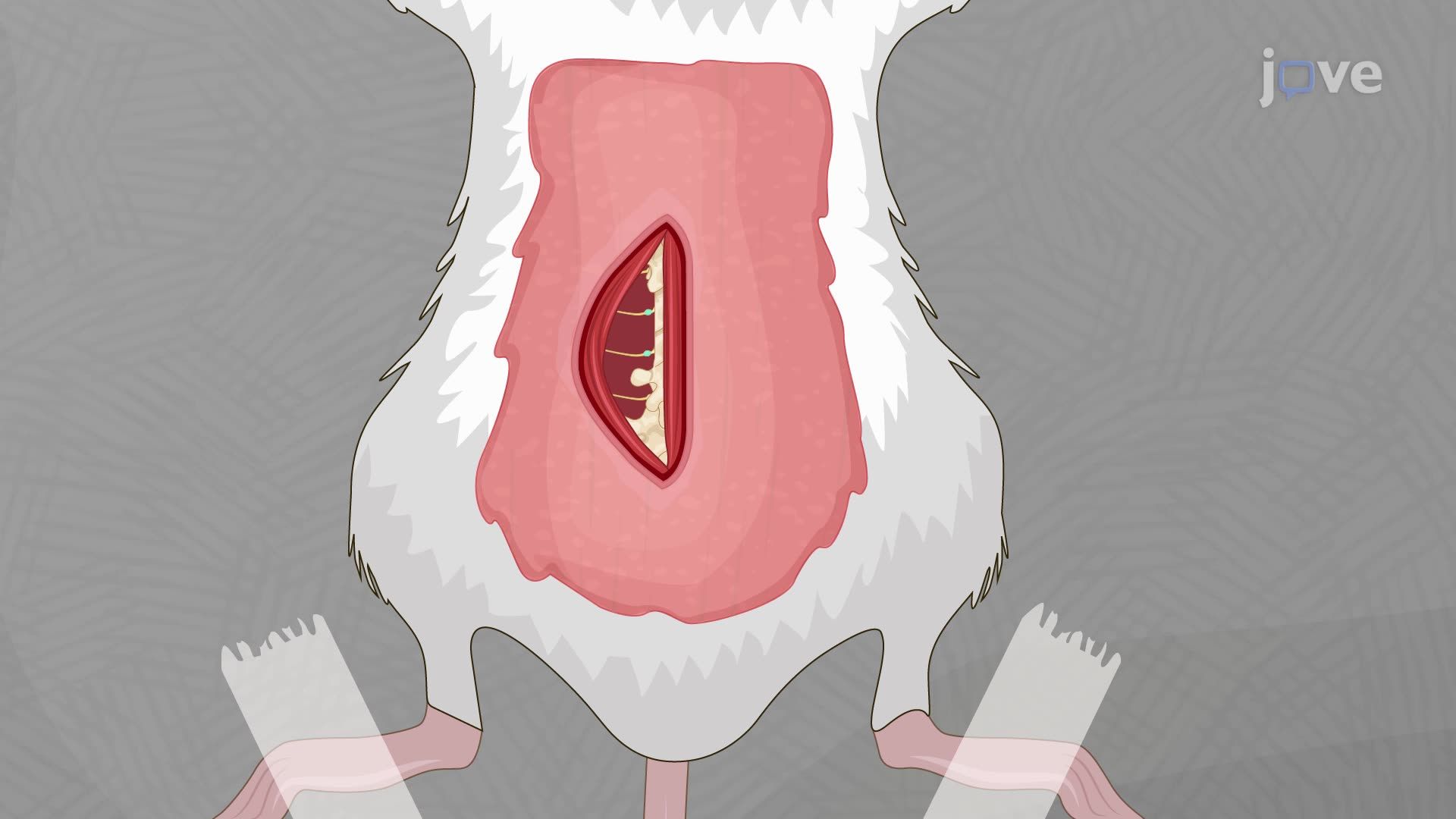 Transfecção mediada por eletroporação de gânglios da raiz dorsal de camundongos para promover a r...