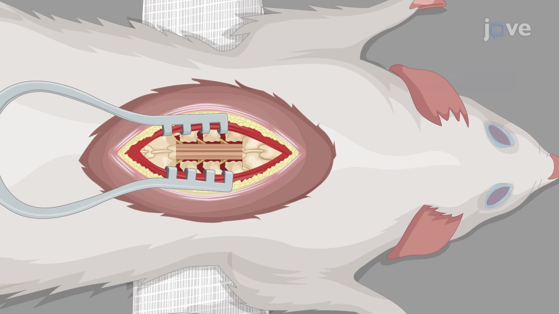 Schwann Cell-Seeded Conduits for Axonal Regeneration After Spinal Cord Injury