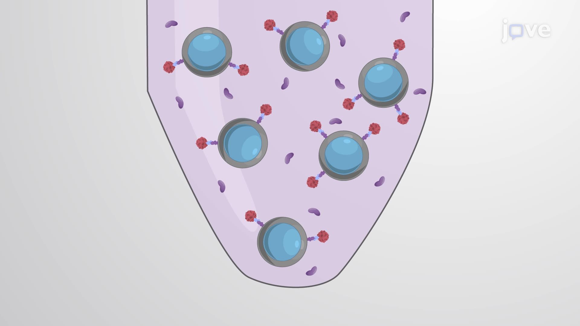 Isolation and Purification of Recombinant Myelin Oligodendrocyte Glycoproteins