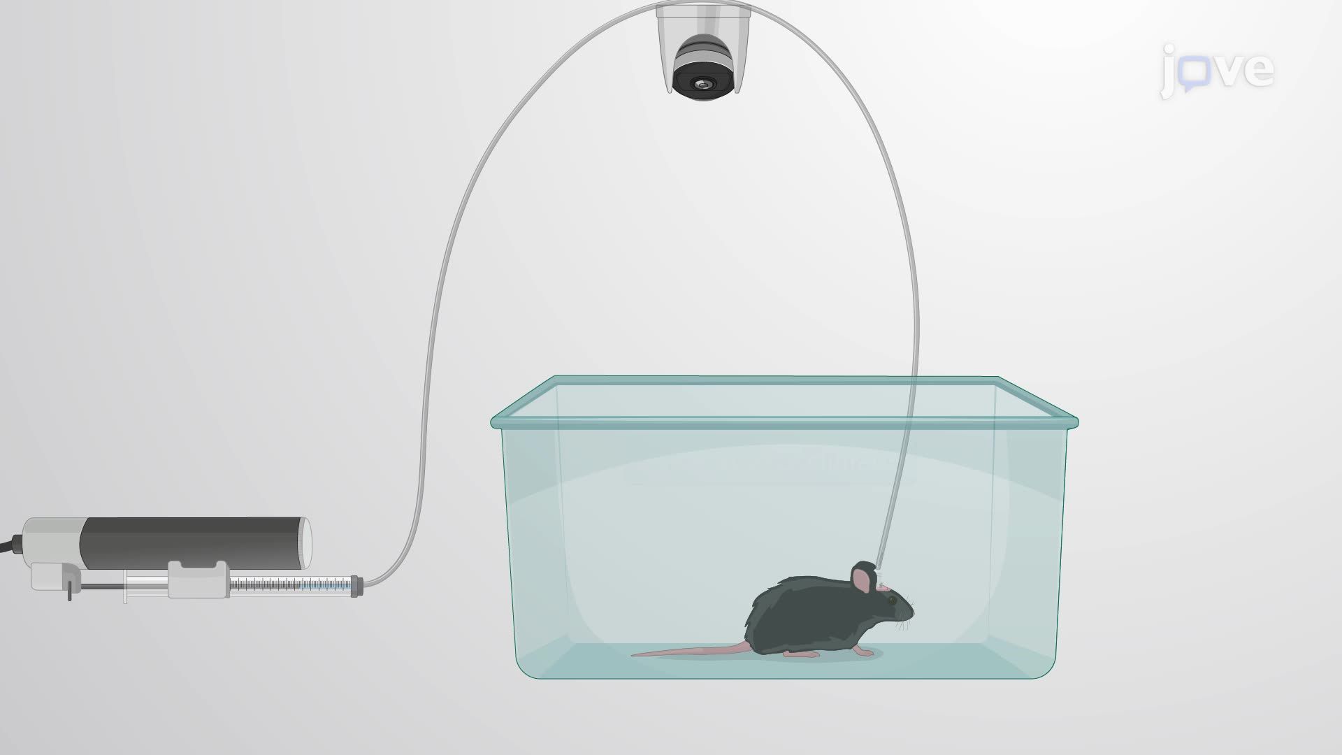 Intracranial Injection of Gut-Derived Microbial Metabolites in a Mouse Model