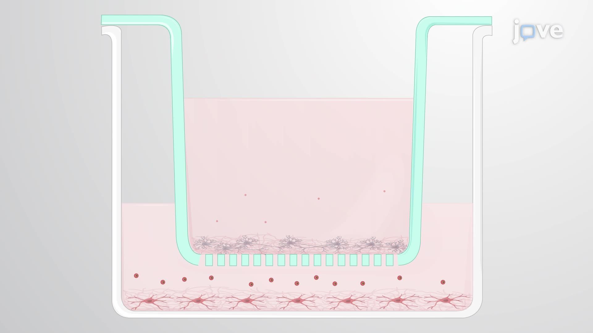 Intercellular Communication in a Contact-Free Co-Culture of Neurons and Oligodendrocytes