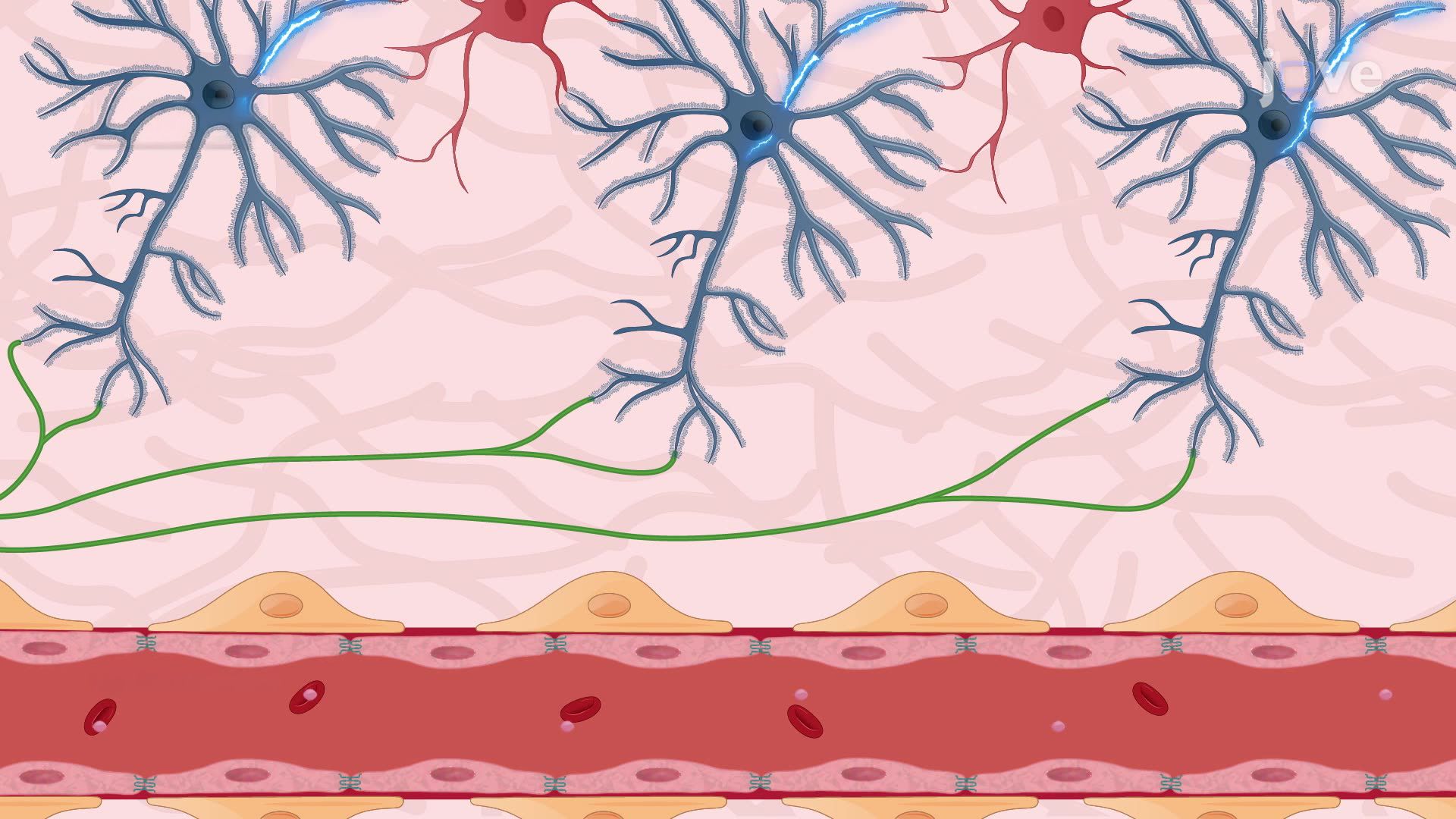 Chemogenetic Silencing of Neuronal Activity in a Neonatal Mouse