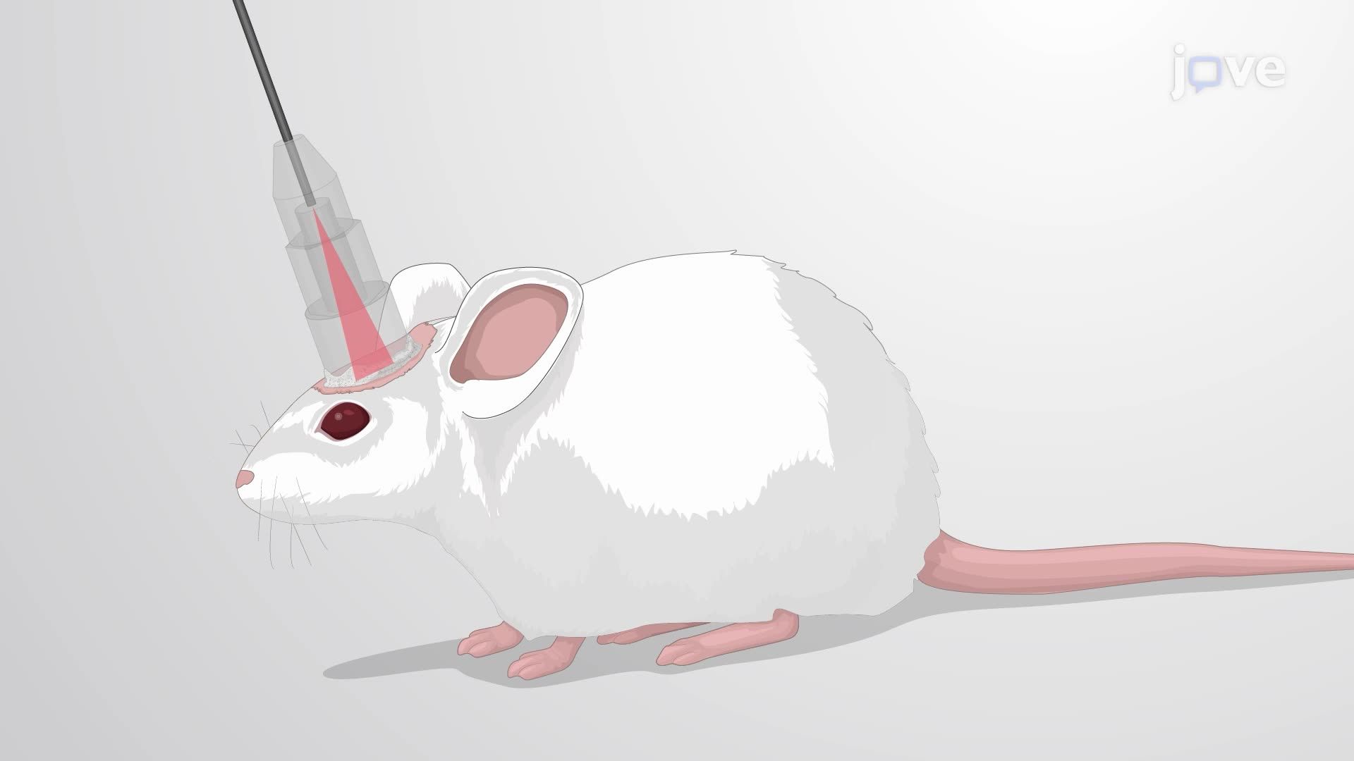 Laser-Induced Blood-Brain Barrier Disruption for Liposome Delivery into a Mouse Model of Glioblastoma