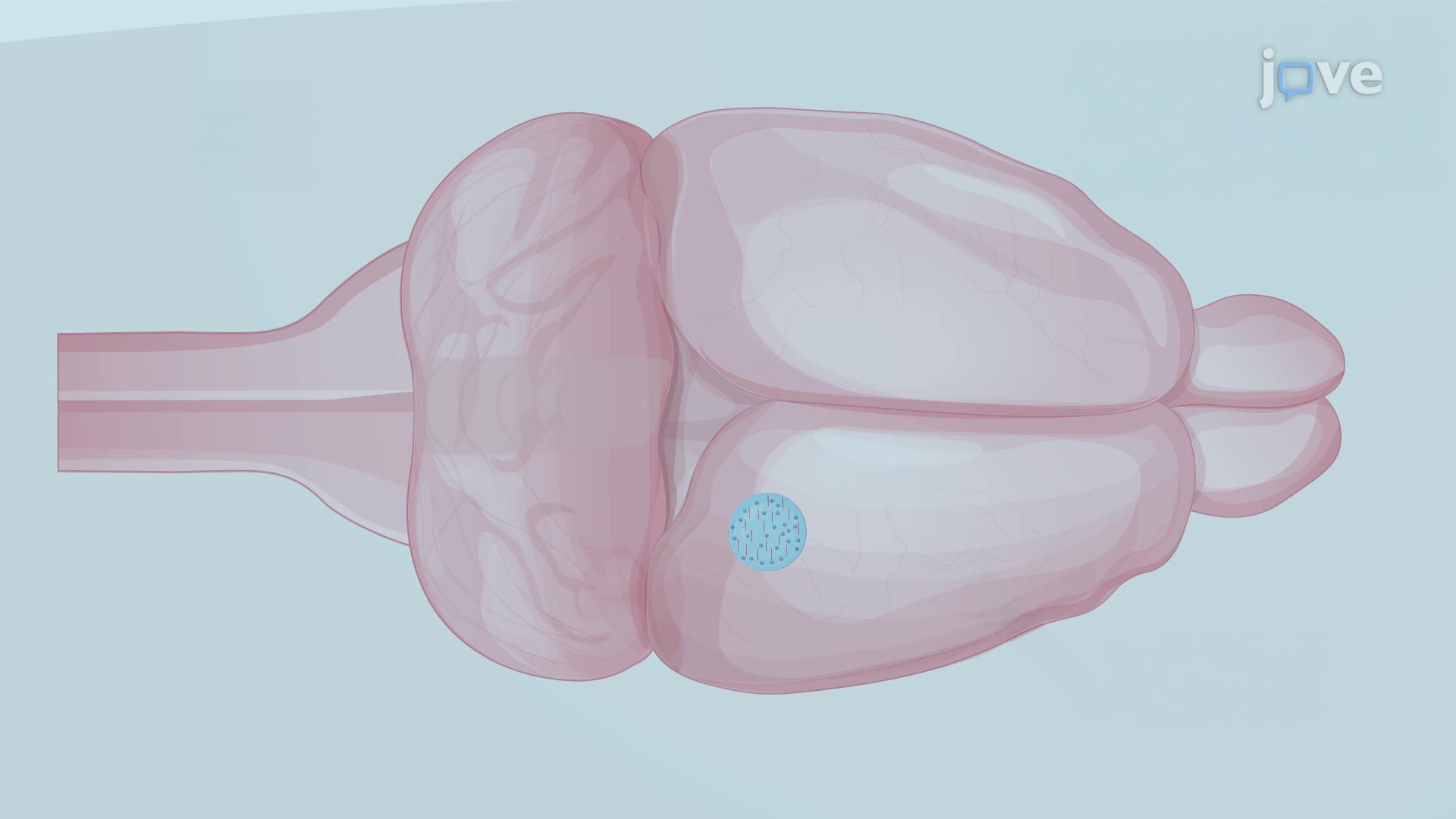 Magnetic Millirobots for Region-Specific Drug Delivery in the Rat Central Nervous System
