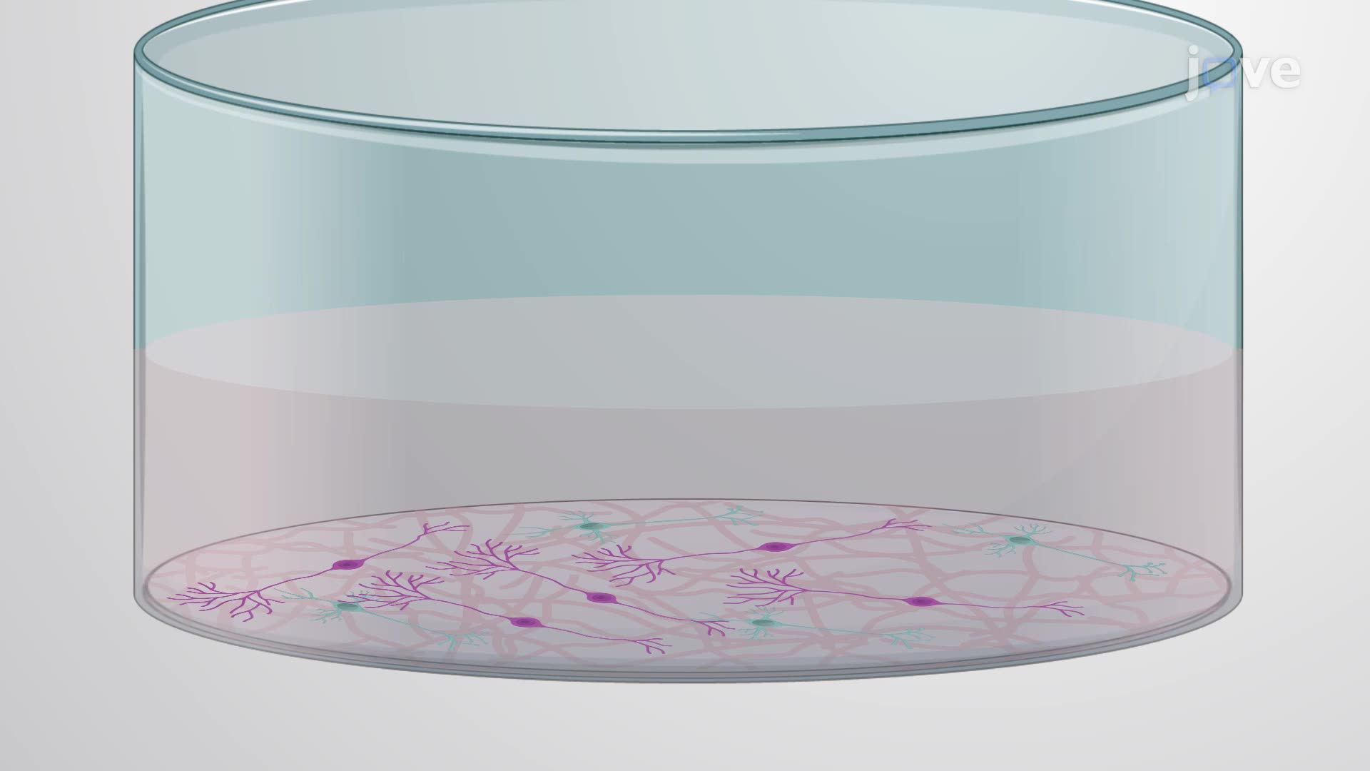 Evaluating the Neuroprotective Effects of a Test Compound Against Alpha-Synuclein Toxicity in Rat Embryonic Neurons