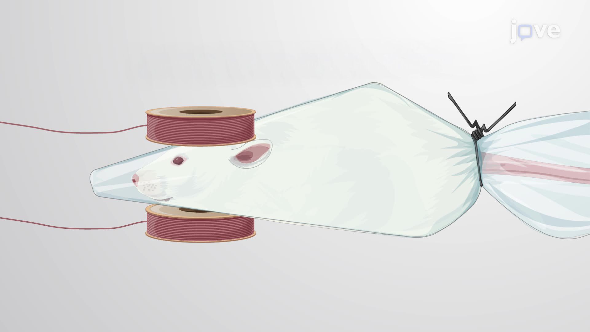 Theta-Burst Repetitive Transcranial Magnetic Stimulation to Promote Stroke Recovery in Rats