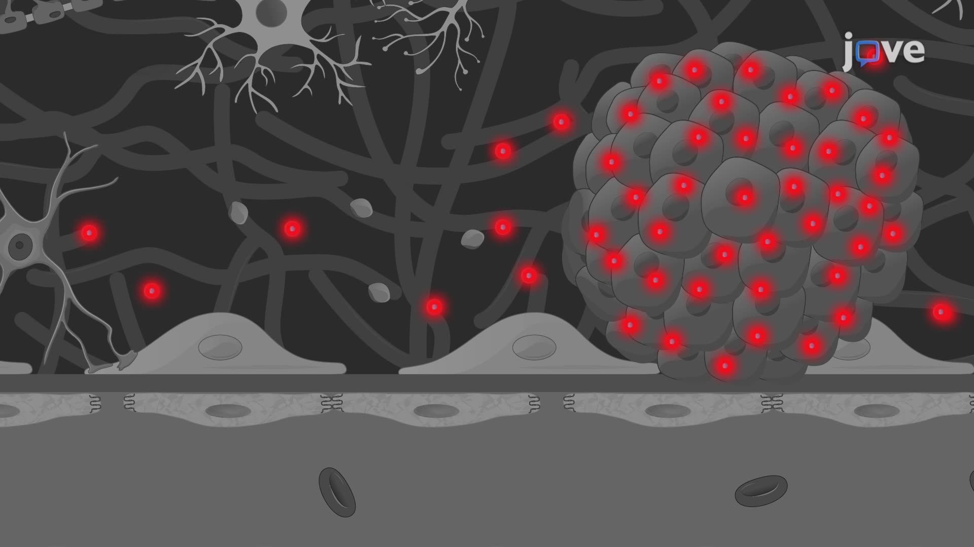 Focused Ultrasound-Enhanced Nanoparticle Delivery in a Mouse Model for Tumor Therapy