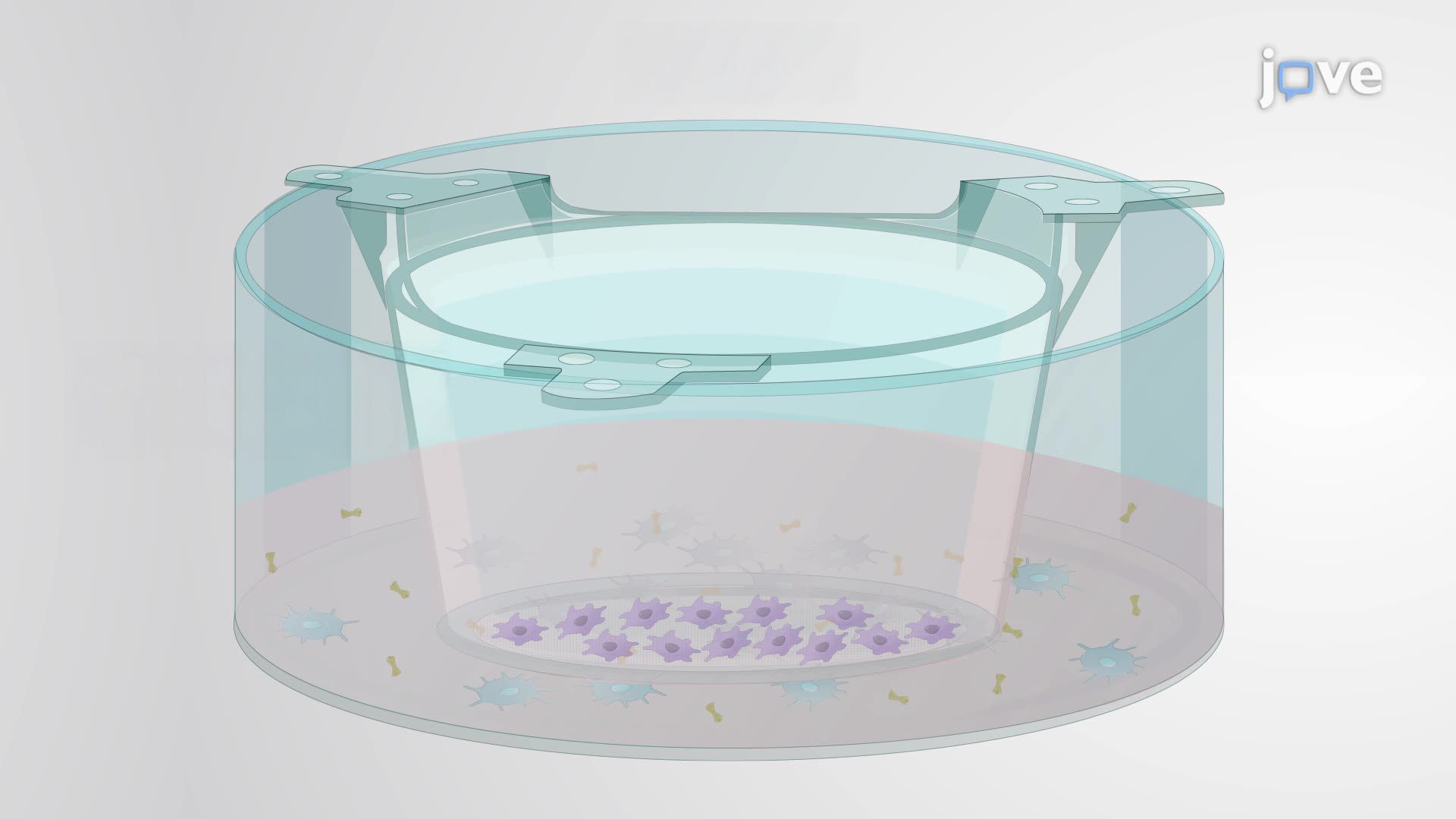 Synergistic Photobiomodulation with a Dual-Wavelength Laser in an In Vitro Disease Model