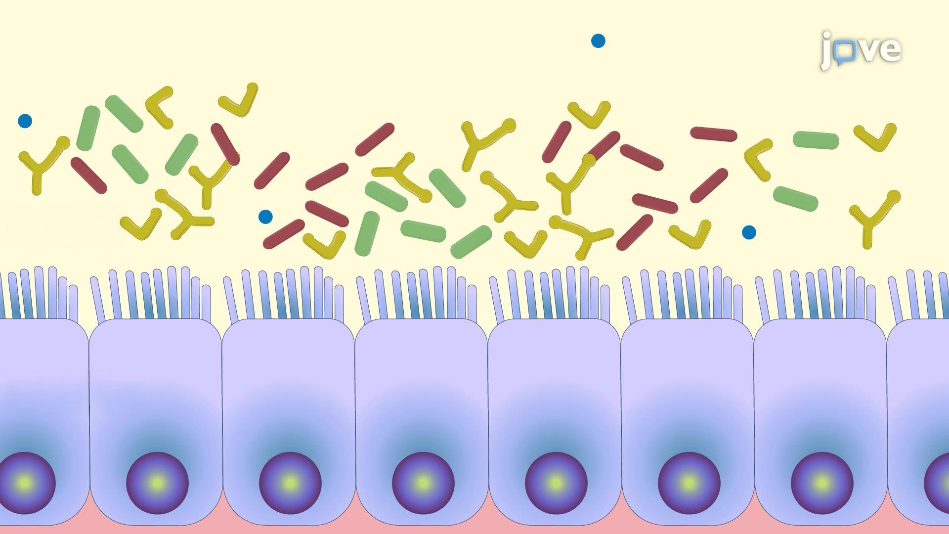 Evaluating the Effect of a Synbiotic Formulation on Alzheimer’s Disease Pathology in <i>Drosophila</i>