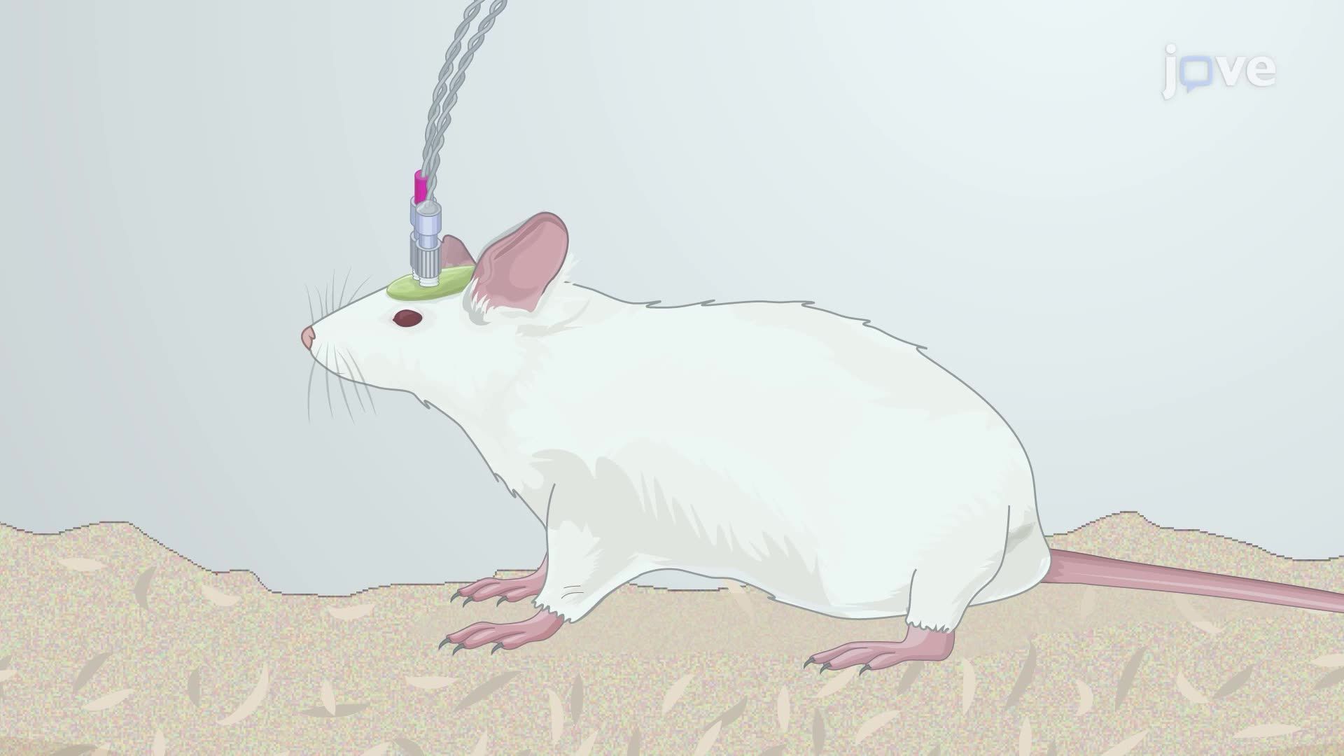 Assessing Metabolic Neuromodulation Induced by Acute Deep Brain Stimulation in Rats Using In Vivo FDG-PET