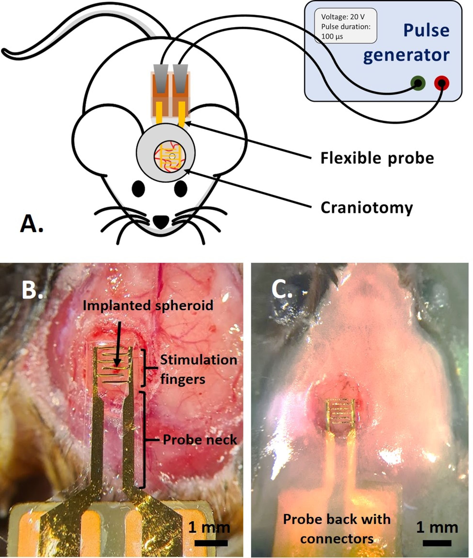 Neuroscience craniotomy setup with pulse generator, flexible probe implantation, stimulation study.